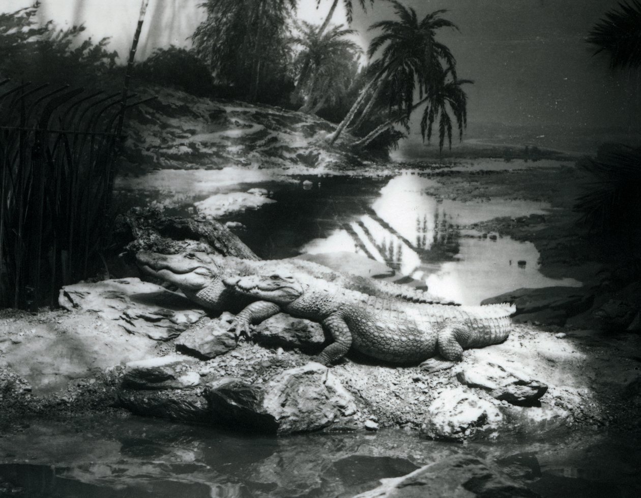 1927年6月にロンドン動物園でパノラマで2人のワニ 作： フレデリックウィリアムボンド