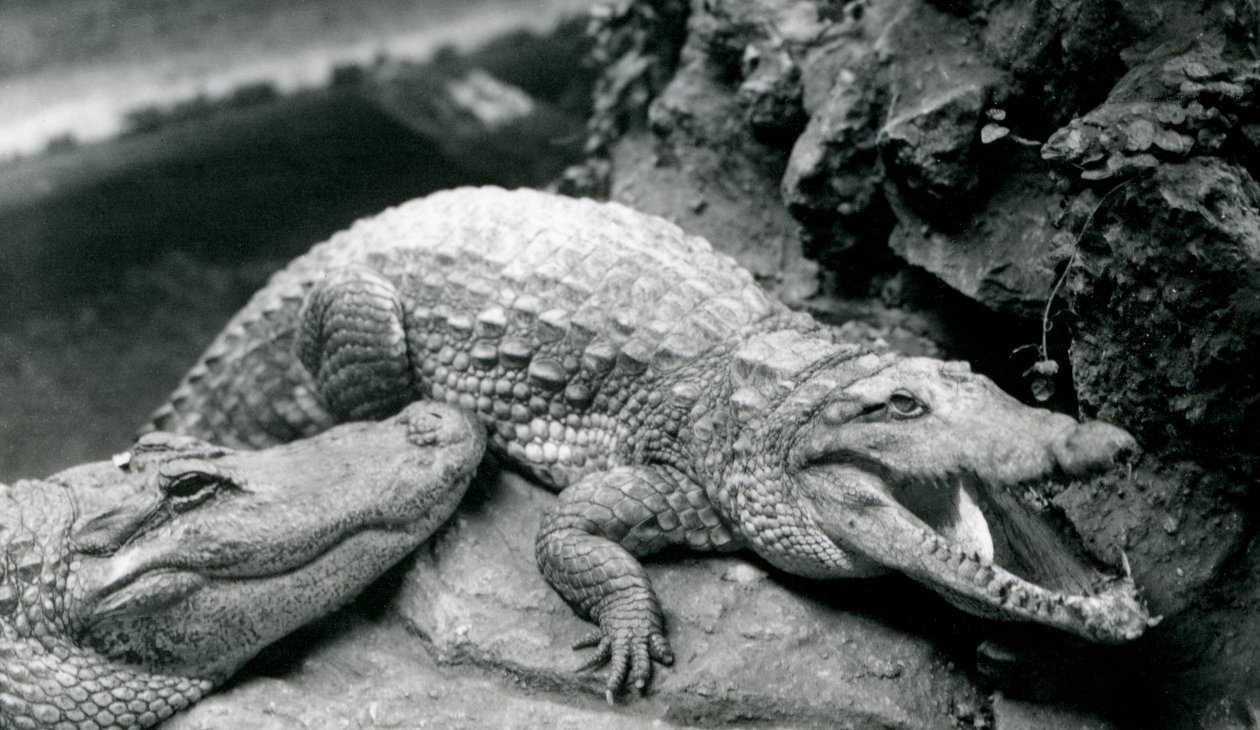 1914年7月、ロンドン動物園での2つのアメリカのワニ 作： フレデリックウィリアムボンド
