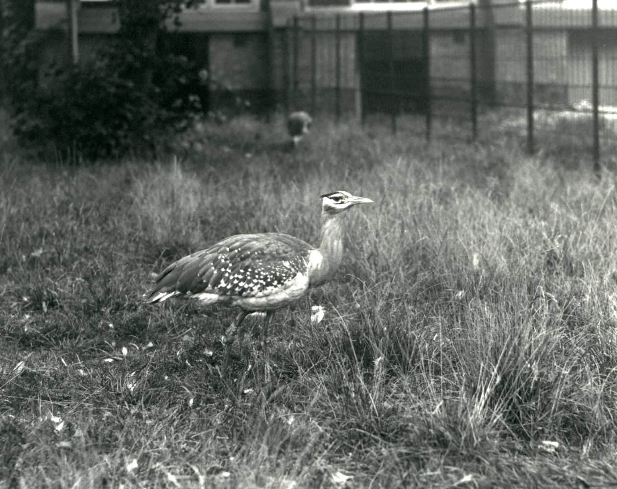 1927年9月、ロンドン動物園の囲い地に立っている2人のアラビアバスターズ 作： フレデリックウィリアムボンド