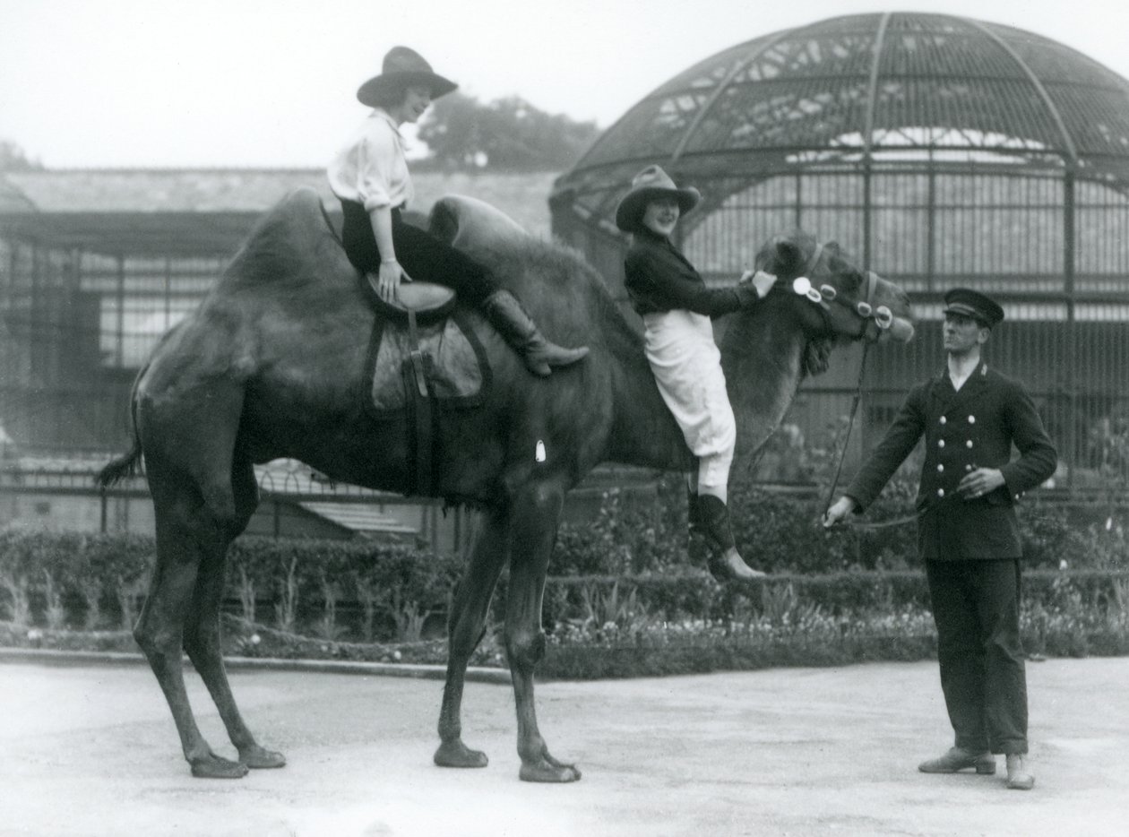 1924年にロンドン動物園を訪問中に、飼育係が保持しているフタコブラクダにポーズをとる2人のカウガール 作： フレデリックウィリアムボンド