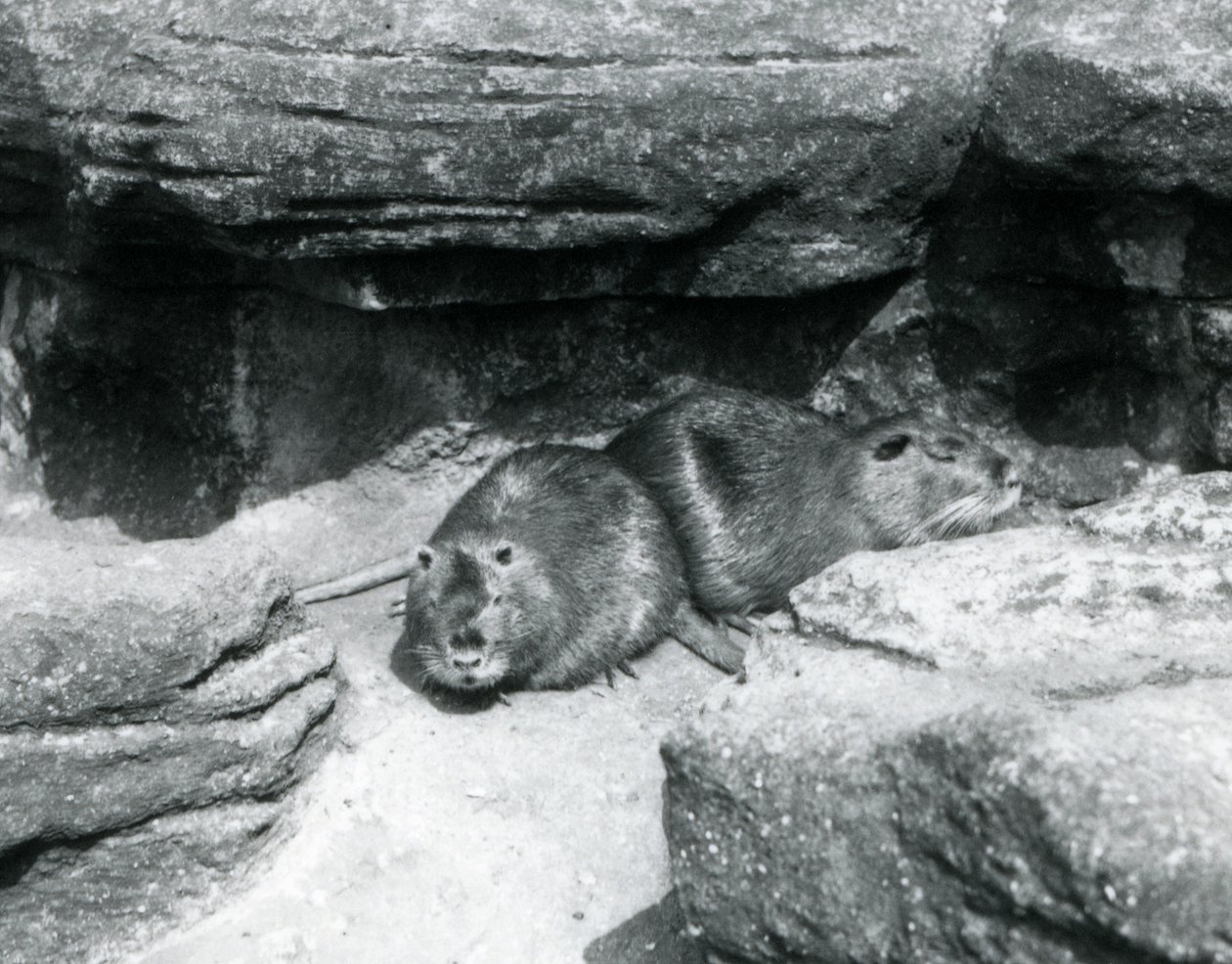 1925年4月、ロンドン動物園の囲いの中の岩の間で休んでいる2つのヌートリア 作： フレデリックウィリアムボンド