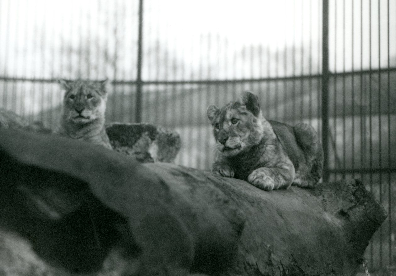 1924年4月にロンドン動物園の飼育場で飼育場で生まれた2頭のライオンの子 作： フレデリックウィリアムボンド