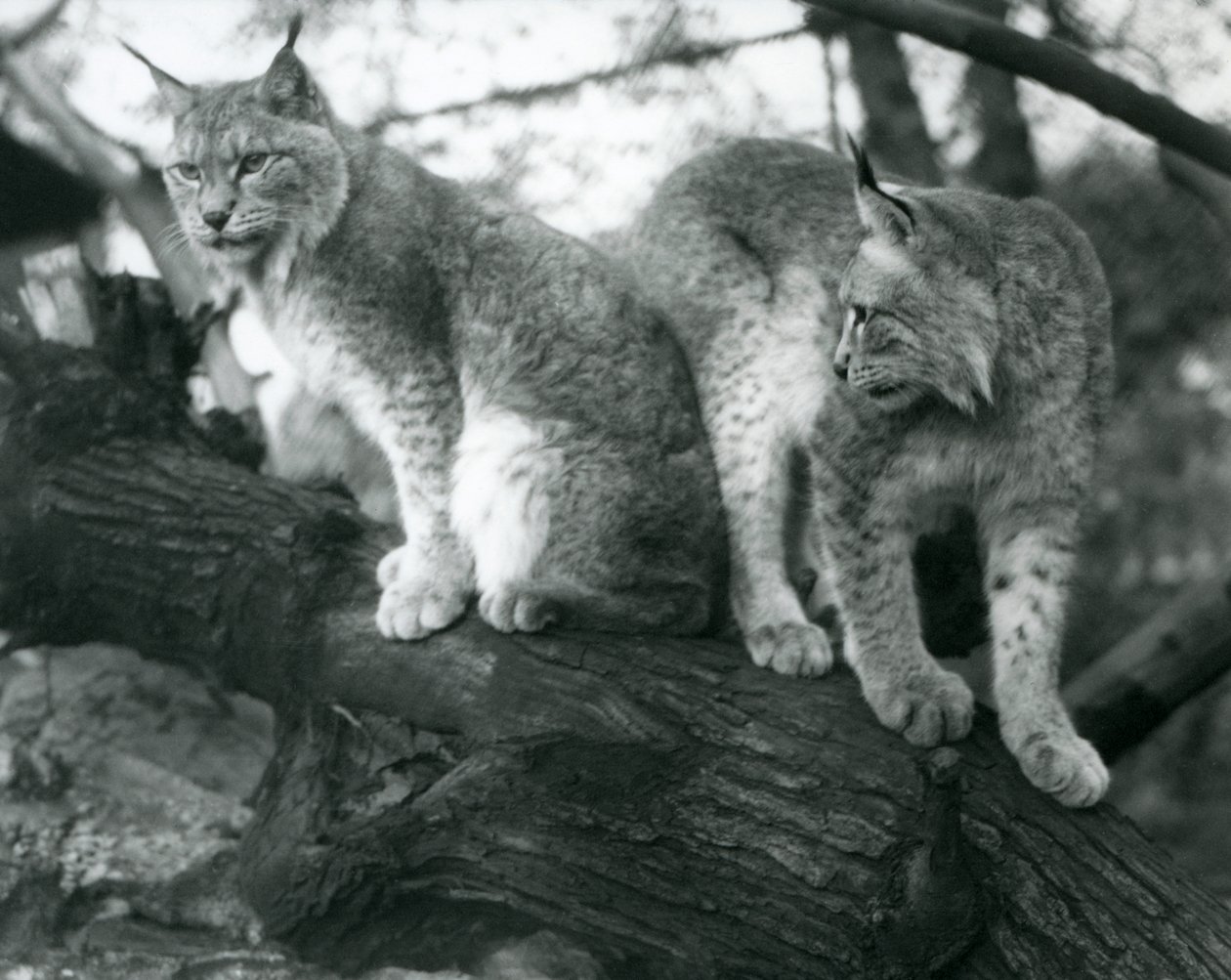 1925年10月、ロンドン動物園の枝に座っている2つの北リンクス、1つは座っている、もう1つは立っている 作： フレデリックウィリアムボンド