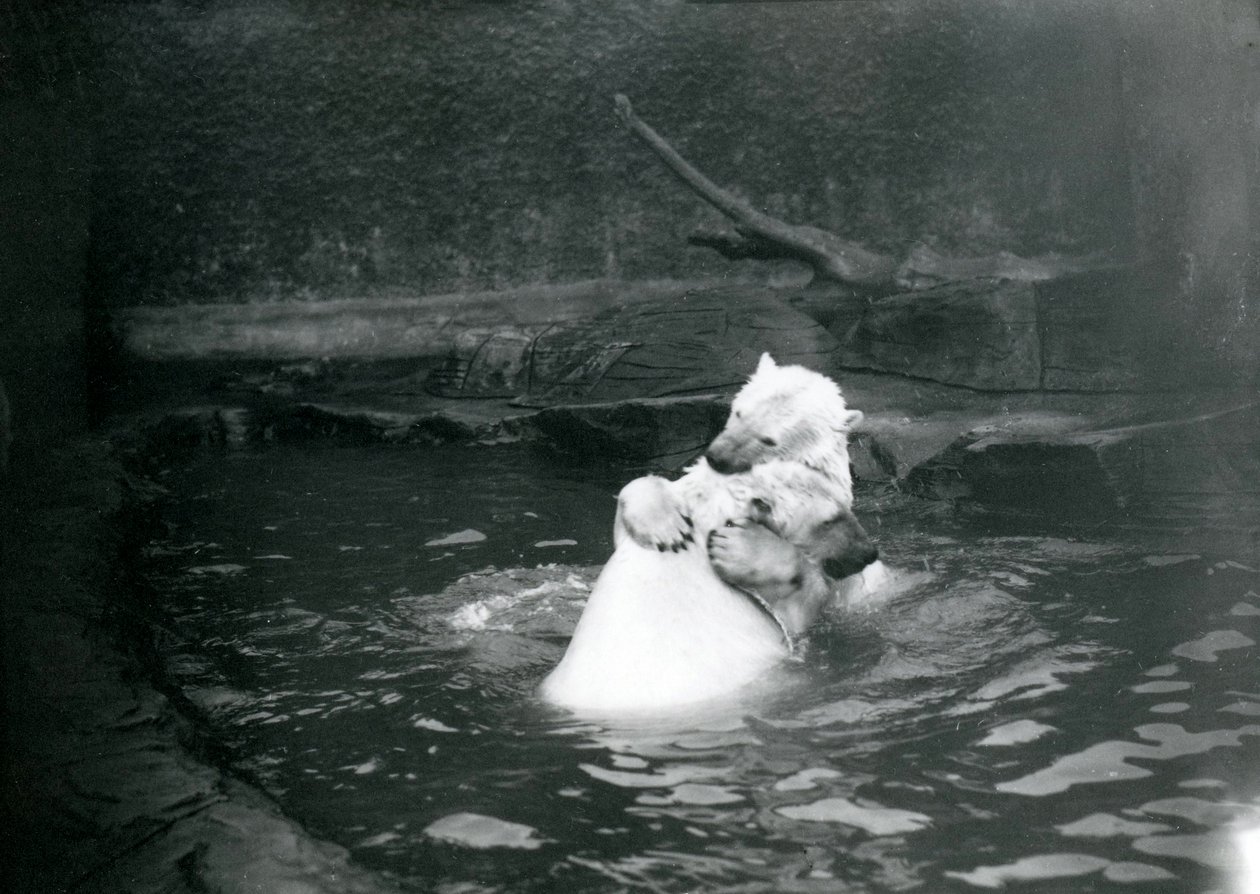 1922年6月、ロンドン動物園の幼稚園児を含む2匹のホッキョクグマ、抱き合ってプールで遊ぶ 作： フレデリックウィリアムボンド