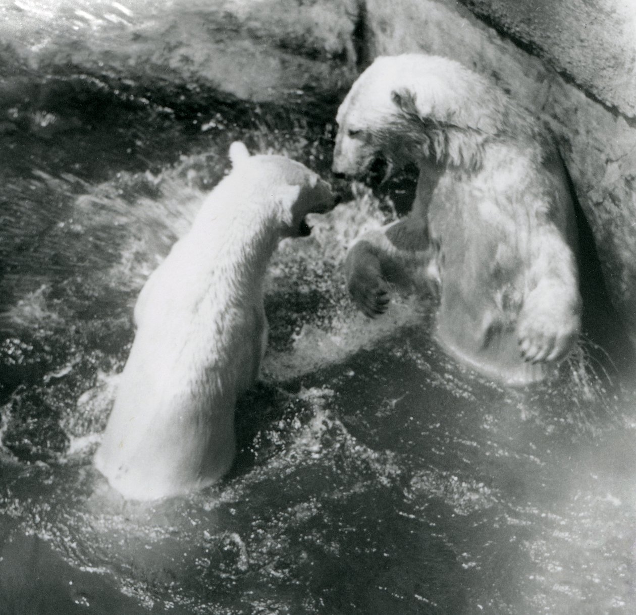 2匹のホッキョクグマがプールでゴロゴロ。 1926年にロンドン動物園 作： フレデリックウィリアムボンド
