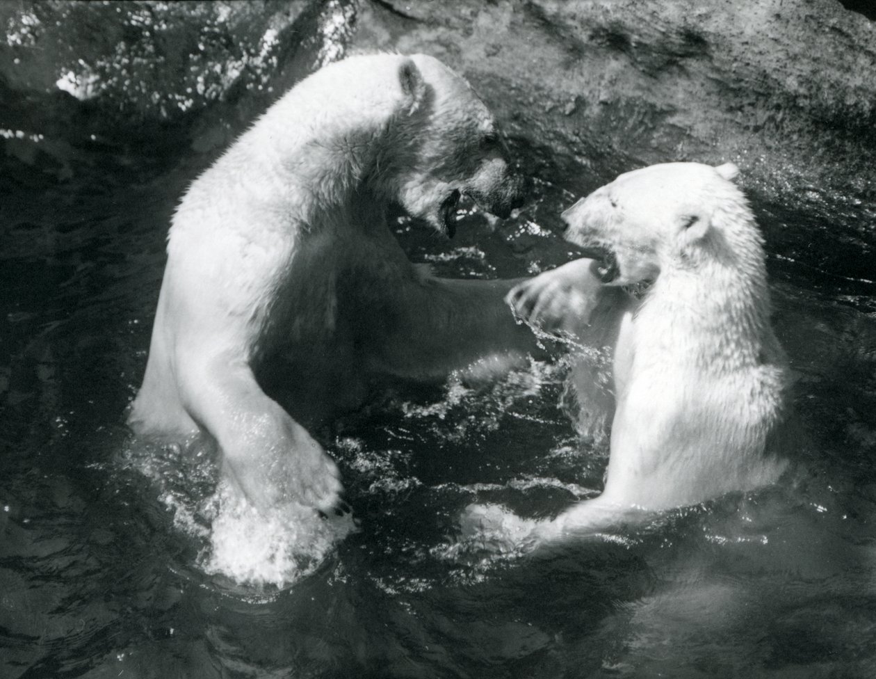 1926年に2匹のホッキョクグマがロンドン動物園でプールを泳ぎ回る 作： フレデリックウィリアムボンド