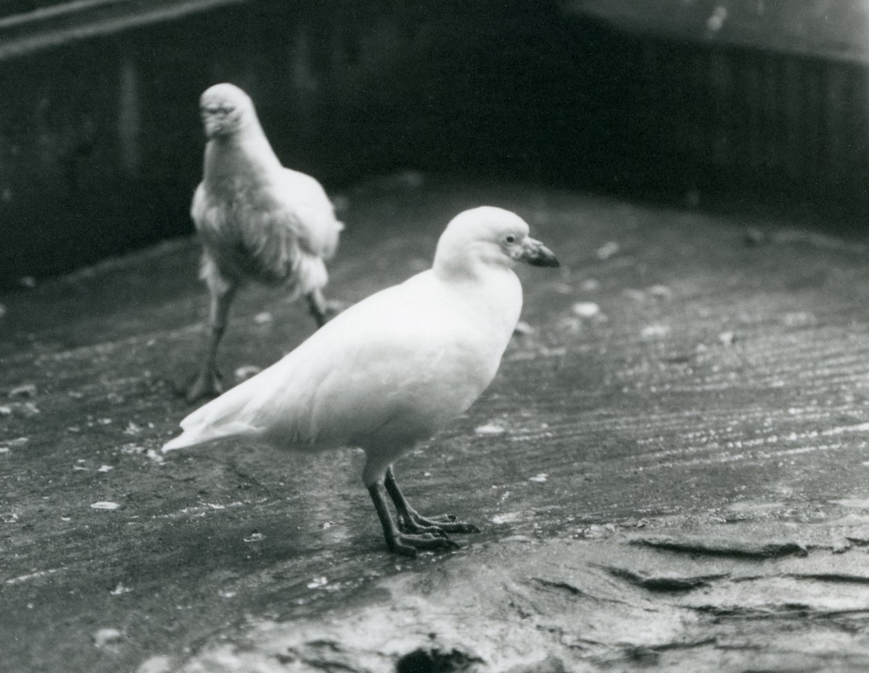 1927年8月、ロンドン動物園で地面に立って歩いている2つの雪に覆われたハシビロコウ 作： フレデリックウィリアムボンド