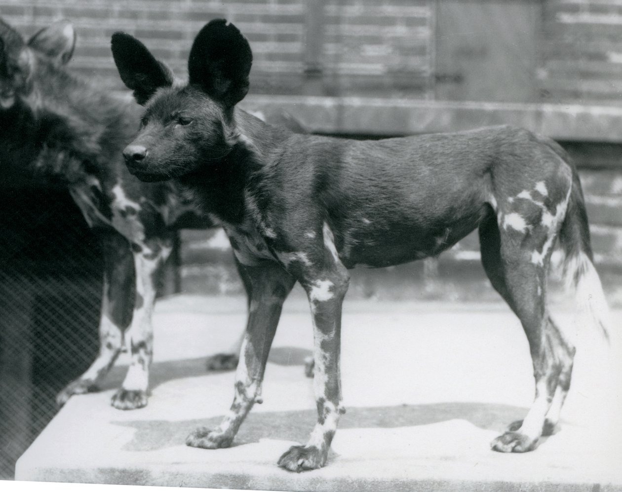 1925年7月、ロンドン動物園での2つのソマリ族の野生の犬 作： フレデリックウィリアムボンド