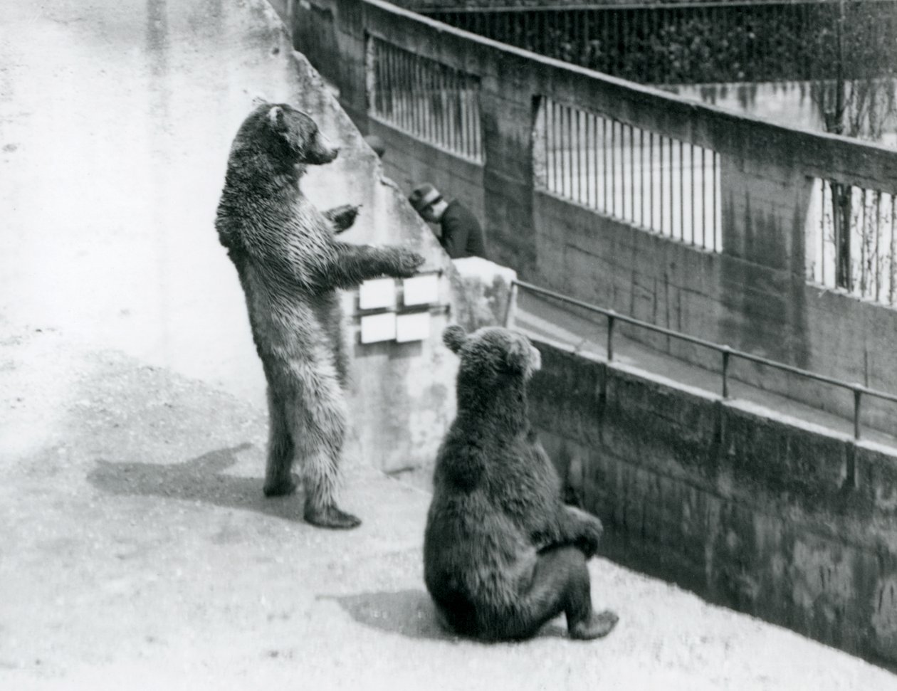 1925年7月、ロンドン動物園のMappin Terracesから見下ろす2匹のヒグマ、1匹は後ろ足で立ち、もう1匹は座っている 作： フレデリックウィリアムボンド