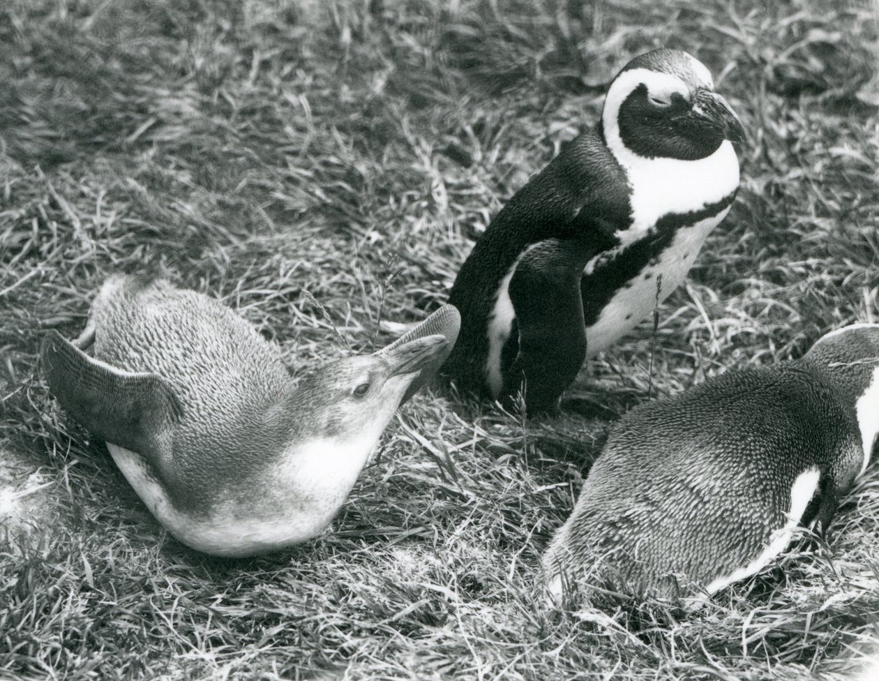 1925年4月にロンドン動物園で座っている、草の上に横になっている少年2羽と大人1羽の黒足ジャッカスアフリカペンギン 作： フレデリックウィリアムボンド