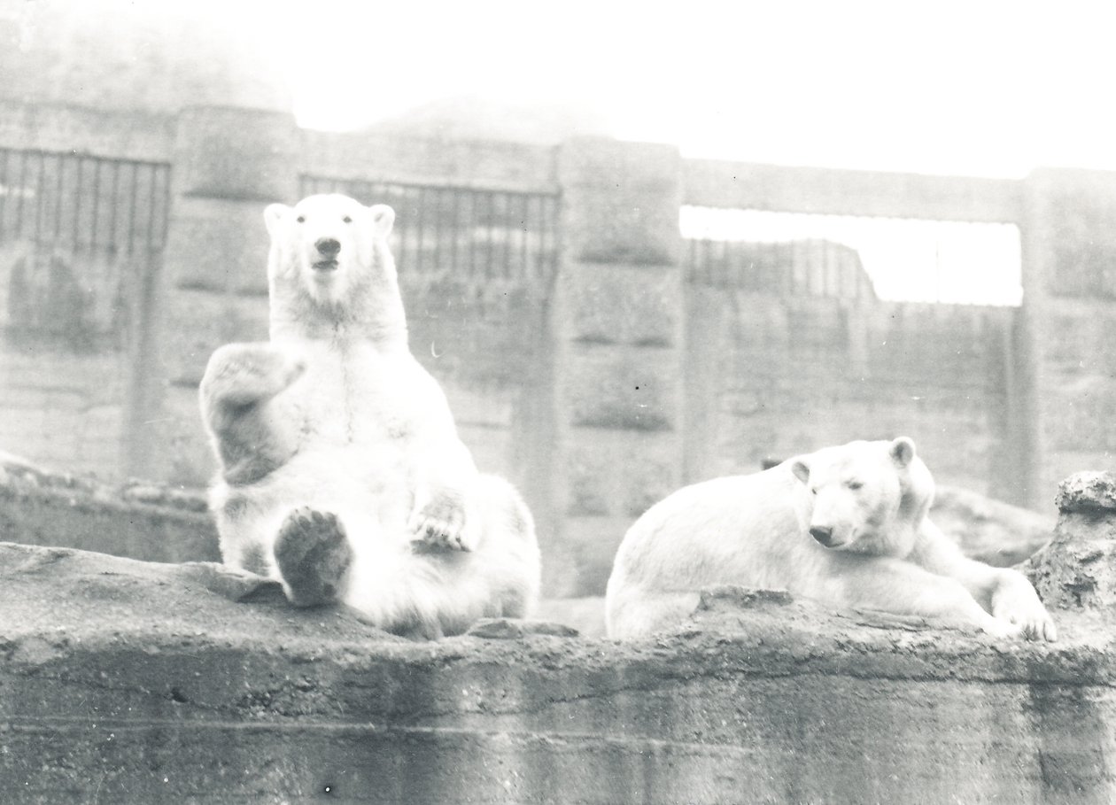 ZSLロンドン動物園の2つのホッキョクグマ、1927 作： フレデリックウィリアムボンド
