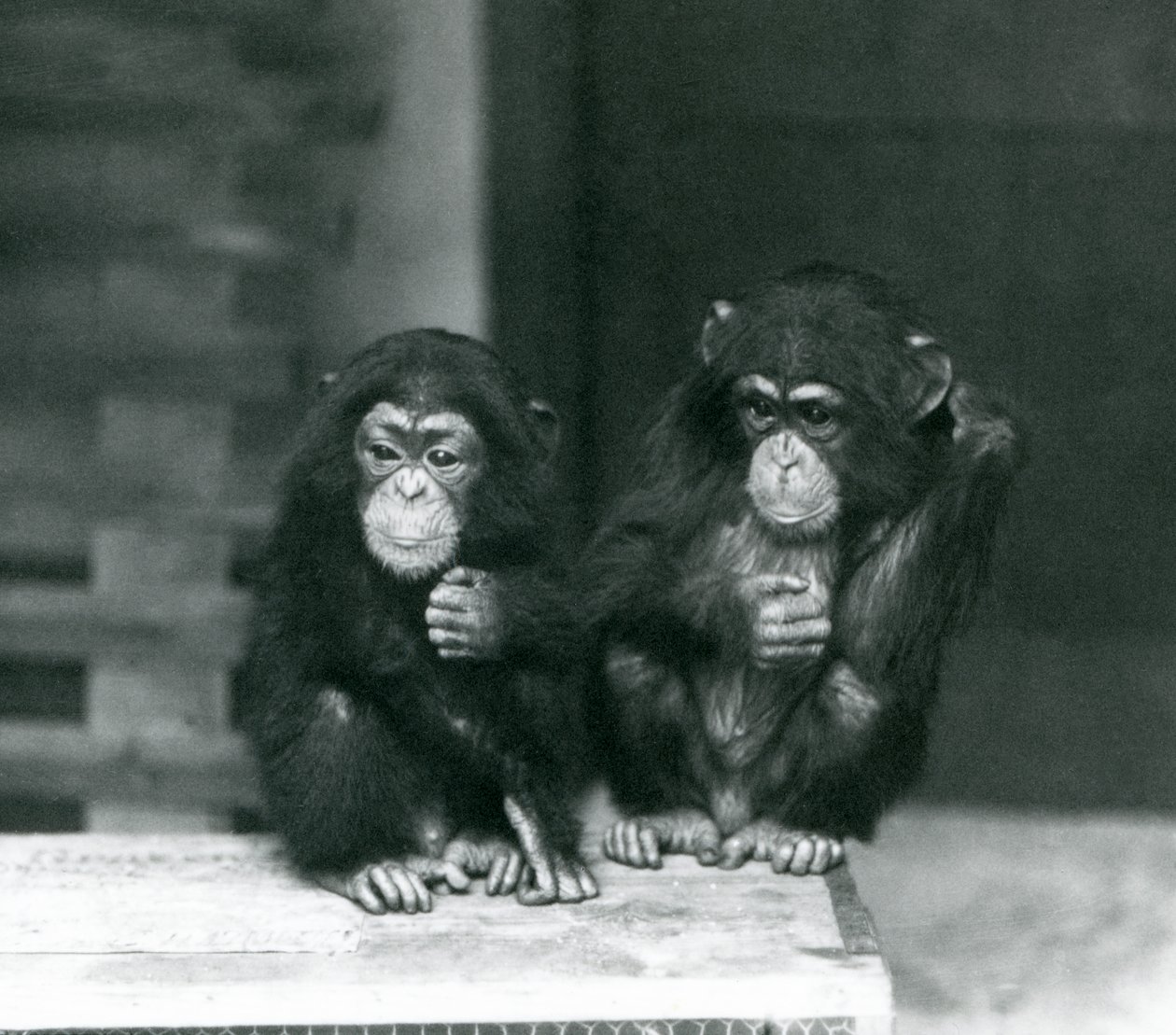 木箱に座る2頭の若いチンパンジー（ロンドン動物園 作： フレデリックウィリアムボンド