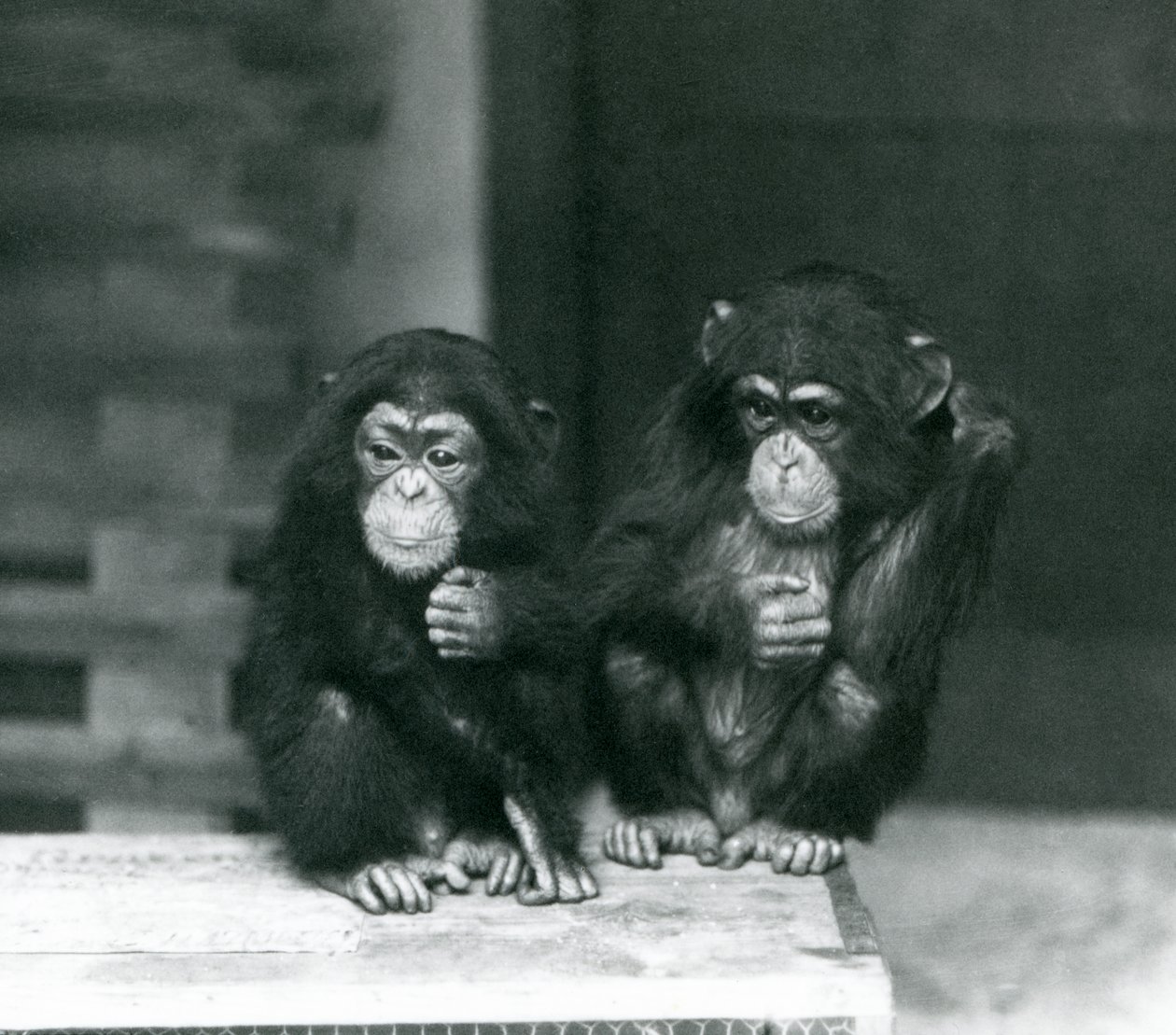 木箱に座っている2人の若いチンパンジー、ロンドン動物園、1924年 作： フレデリックウィリアムボンド