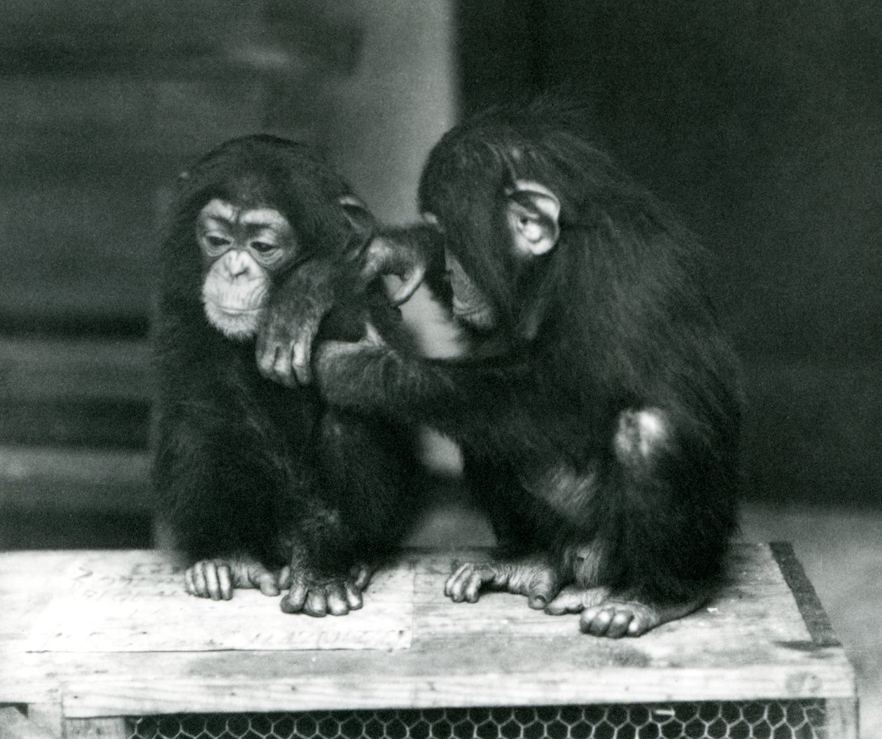 木箱に座っている2人の若いチンパンジー、ロンドン動物園、1924年 作： フレデリックウィリアムボンド