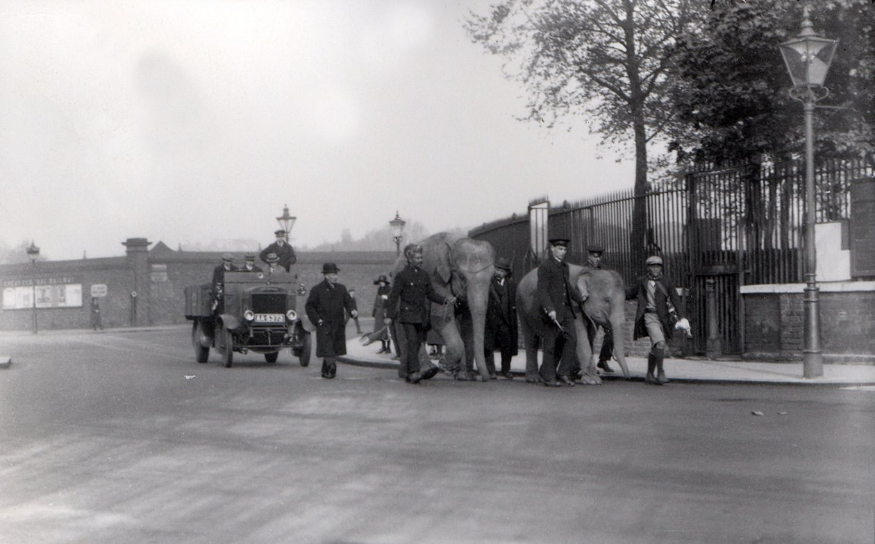 1923年にドックから象のペアをZSLロンドン動物園まで歩く。これが最後に行われたとき 作： フレデリックウィリアムボンド