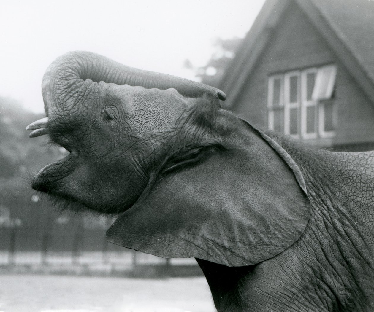 若いアフリカゾウのキベレンゲがトランクを上げて呼びかける、ロンドン動物園、1925年8月 作： フレデリックウィリアムボンド