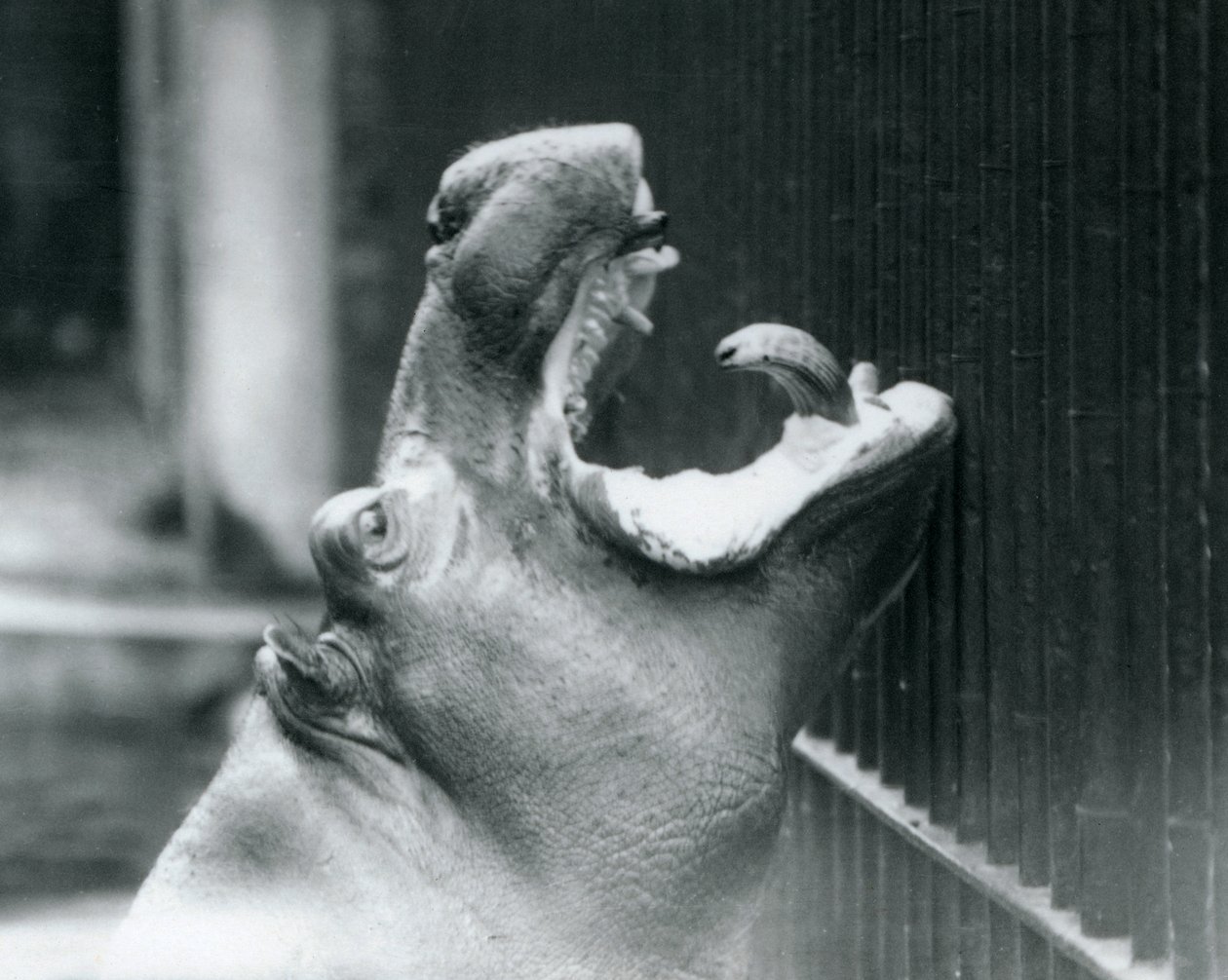 ロンドン動物園での若いカバボビー、1927年 作： フレデリックウィリアムボンド