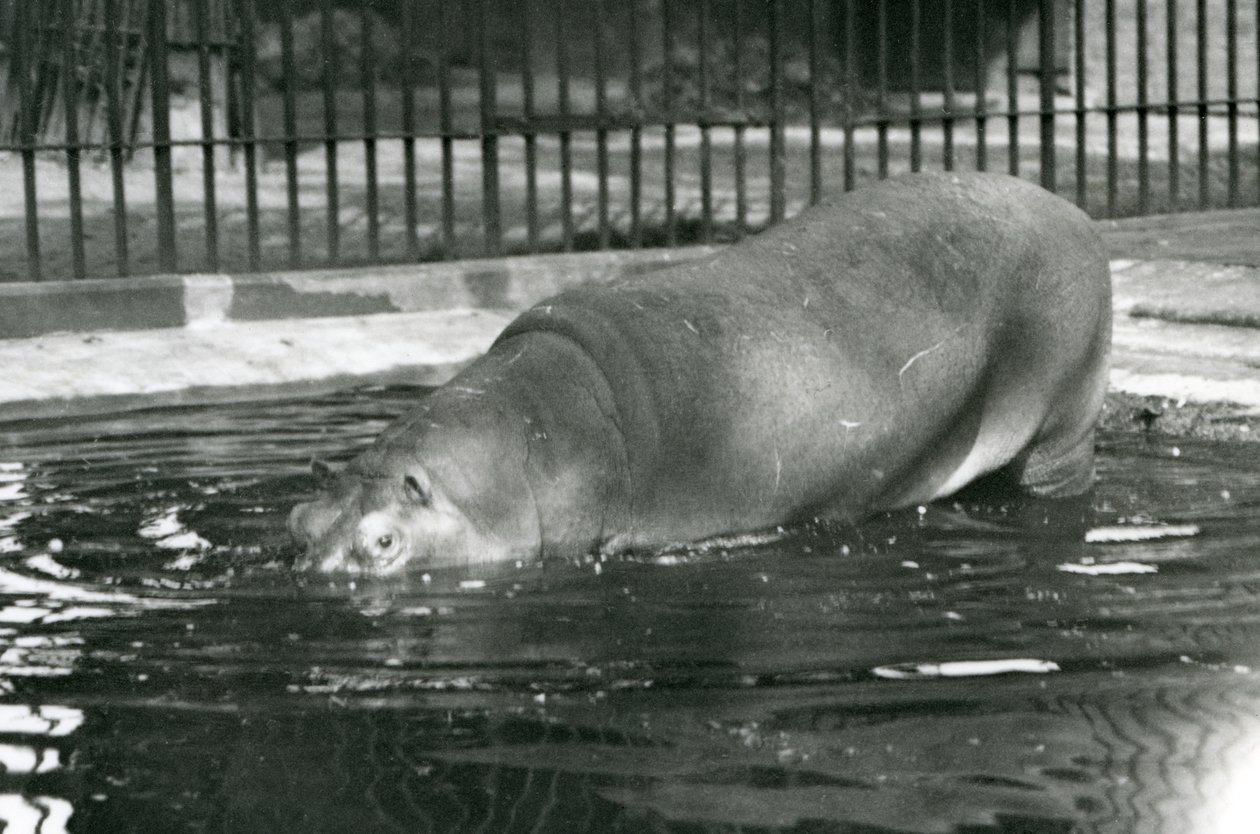 1927年8月にロンドン動物園で彼のプールに入る若いカバボビー 作： フレデリックウィリアムボンド