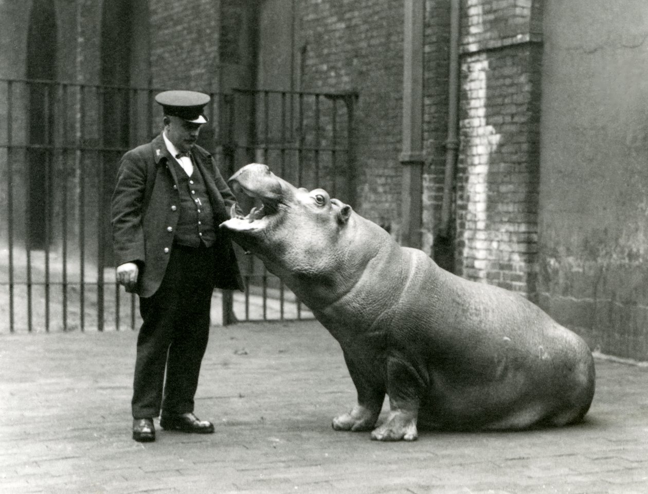 1923年7月、ロンドン動物園のキーニーアーニーボーマンに座っている若いカバボビー（bw写真） 作： フレデリックウィリアムボンド