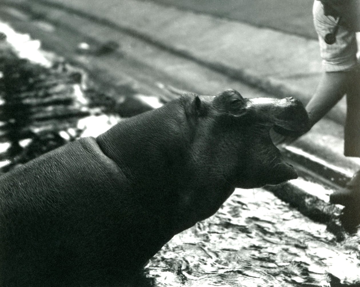 1920年9月、ロンドン動物園で飼育係と一緒にいた若いカバ「ボビー」 作： フレデリックウィリアムボンド