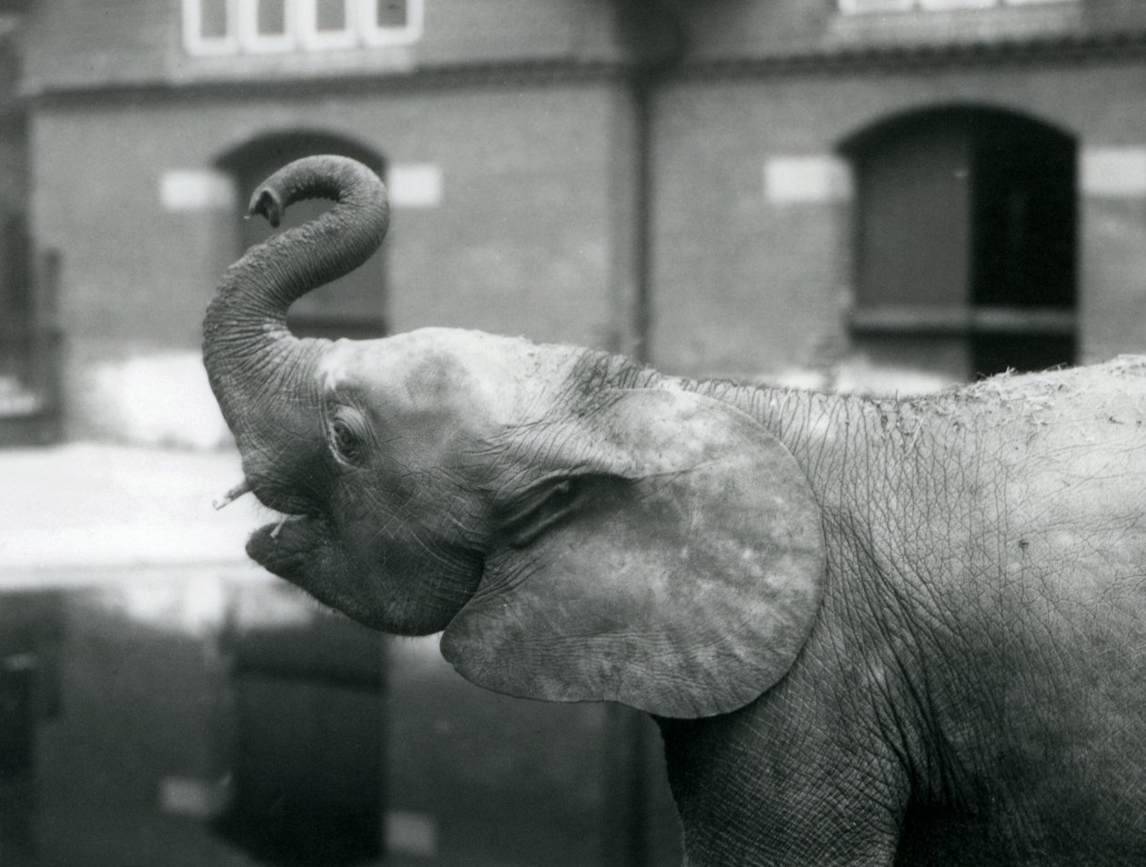1925年8月、ロンドン動物園でトランクを育てる若い女性のアフリカのピグミーエレファントウージャ 作： フレデリックウィリアムボンド