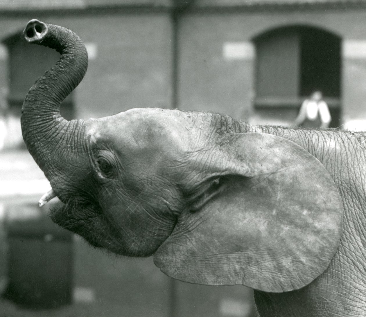 1925年8月、ロンドン動物園でトランクを育てる若い女性のアフリカのピグミーエレファントウージャ 作： フレデリックウィリアムボンド