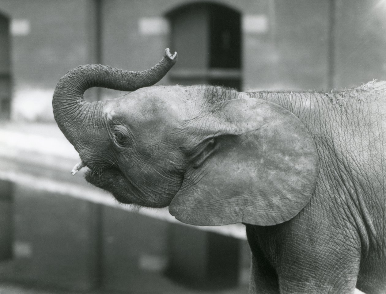 1925年7月、ロンドン動物園でトランクを育てる若い女性のアフリカのピグミーエレファントウージャ 作： フレデリックウィリアムボンド