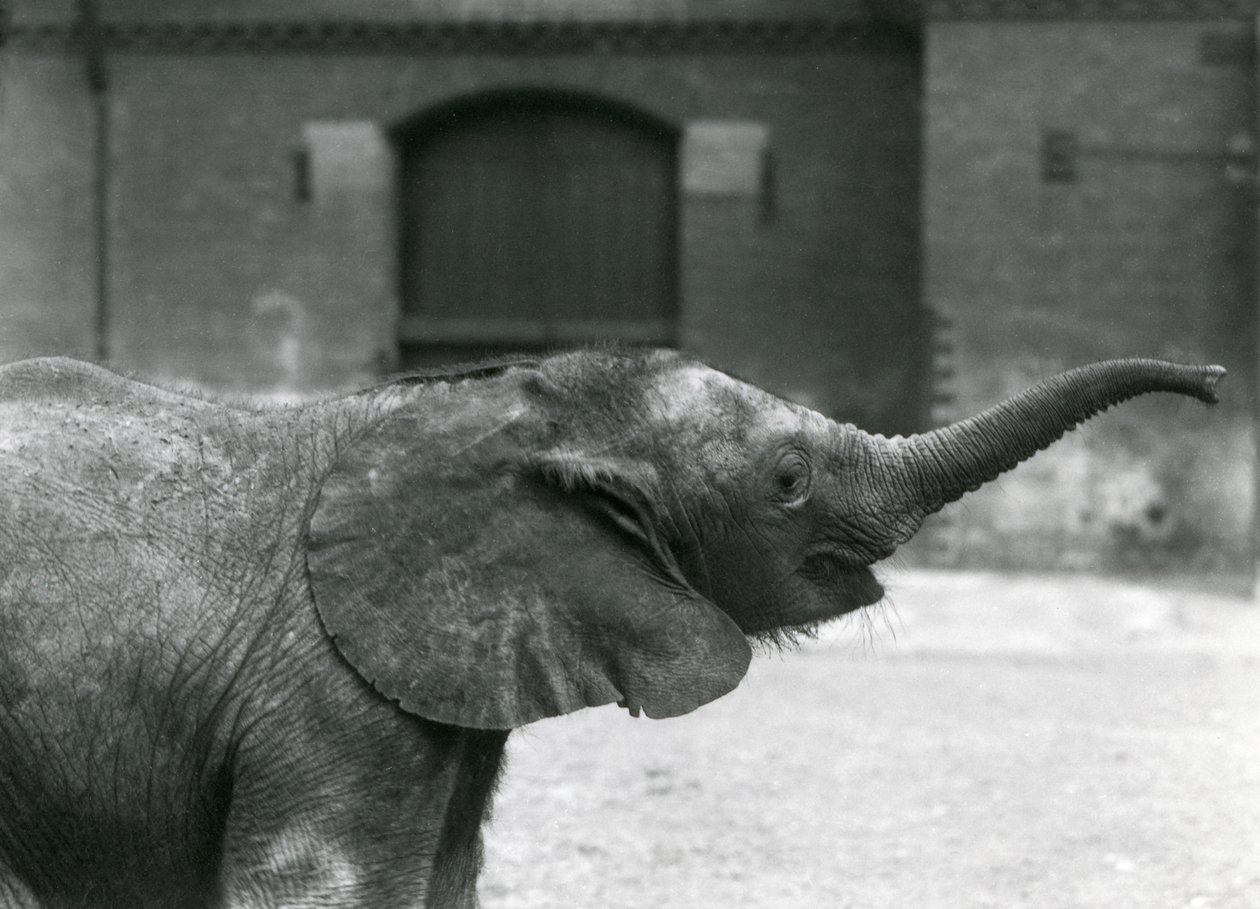 1925年7月、ロンドン動物園でおやつをあげるために若い女性のアフリカのピグミーエレファントウージャがトランクを持ち上げる 作： フレデリックウィリアムボンド
