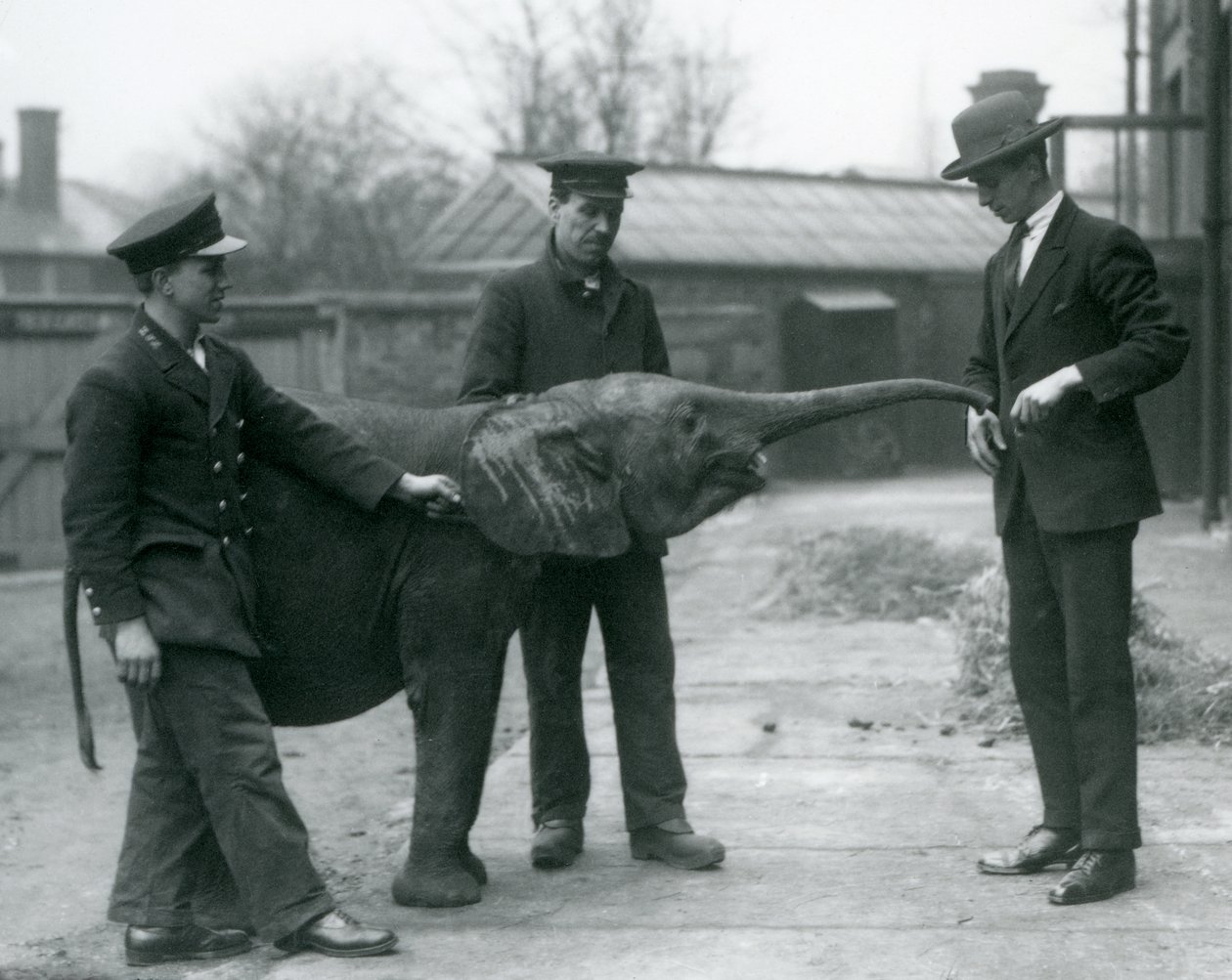 1925年6月、ロンドン動物園でおやつをあげるために若い女性のアフリカのピグミーエレファントウージャがトランクを上げる 作： フレデリックウィリアムボンド