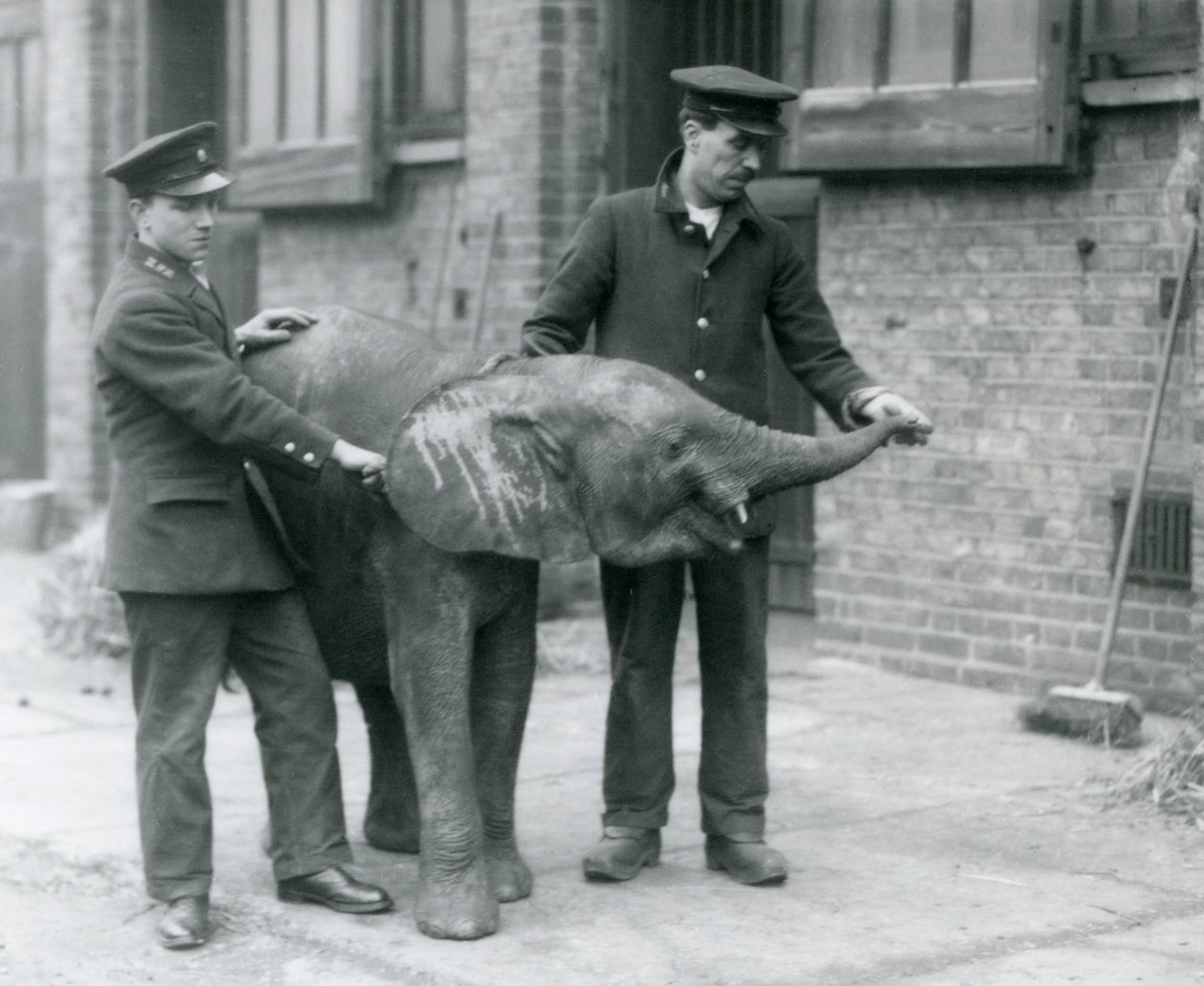1925年4月、ロンドン動物園の飼育係からおやつのためにトランクを上げる若い女性のアフリカのピグミーエレファントウージャ 作： フレデリックウィリアムボンド