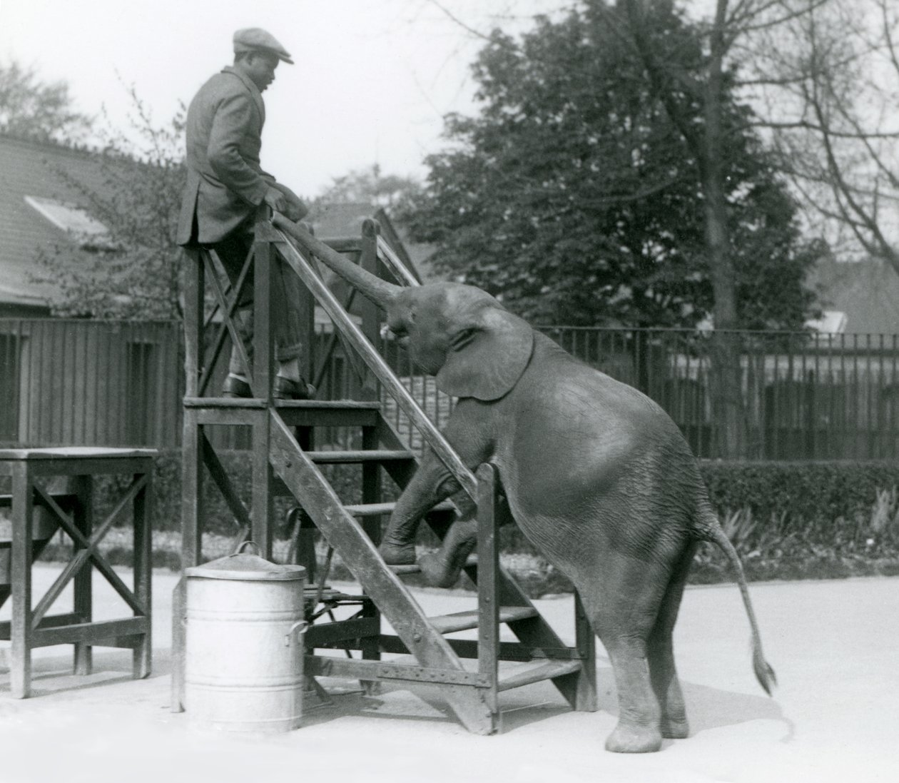 1925年6月、ロンドン動物園のトランクで、トップステップにいるトレーナーに手を伸ばし、乗船のステップに前足を向けた若い女性のアフリカのピグミーエレファントウージャ 作： フレデリックウィリアムボンド