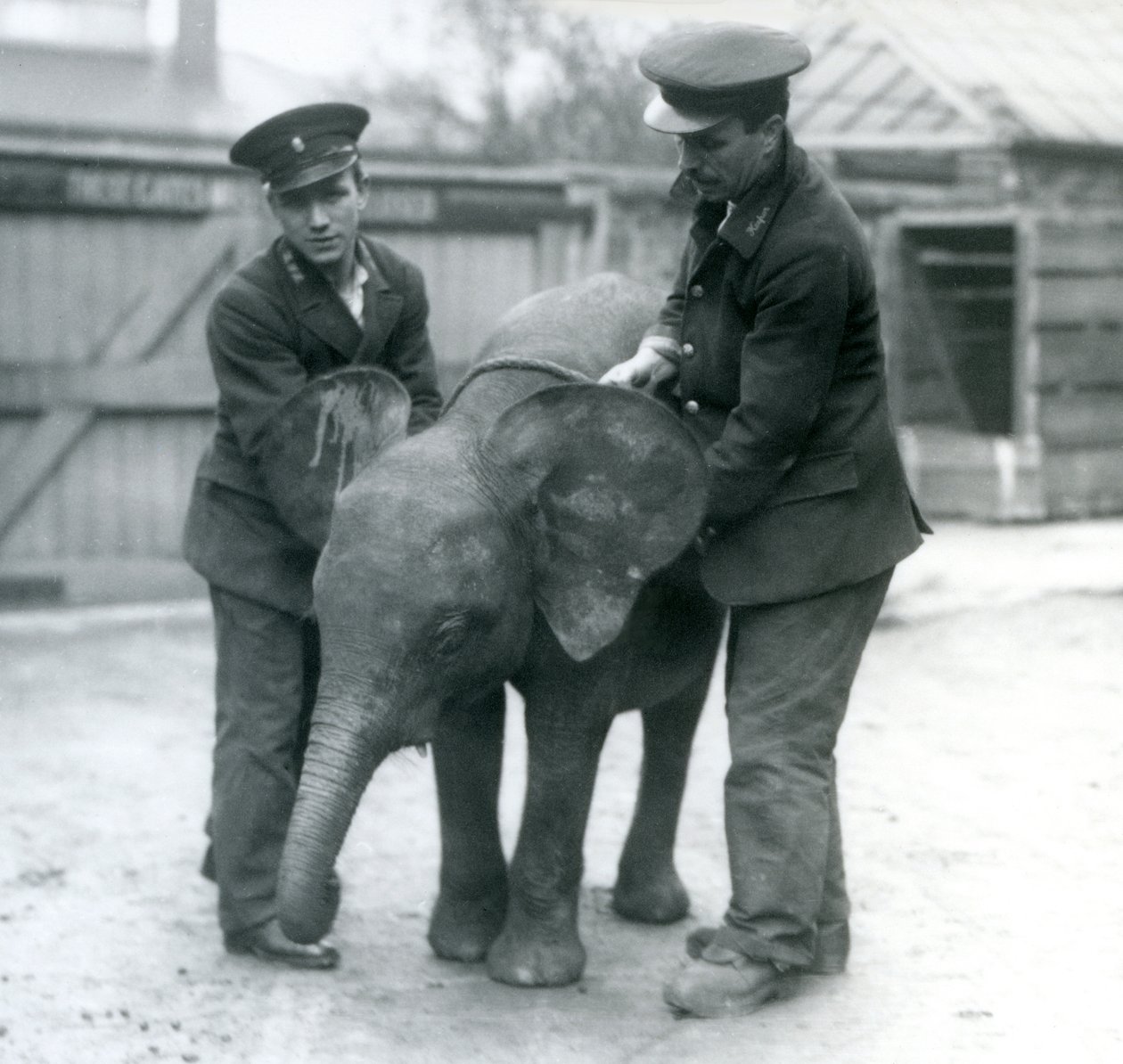 1925年4月にロンドン動物園で2人の飼育係と一緒にいた若い女性のアフリカのピグミーエレファントウージャ 作： フレデリックウィリアムボンド
