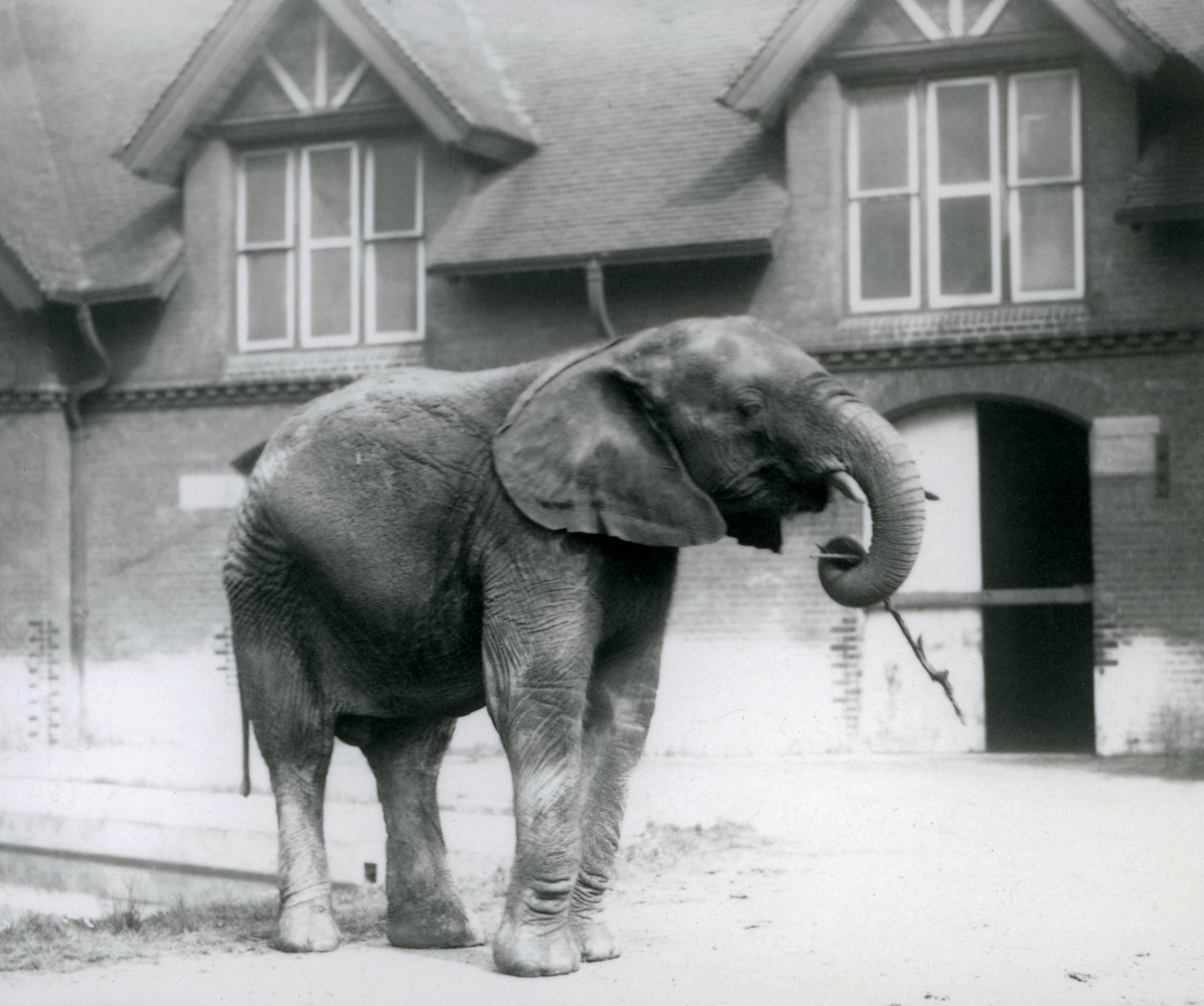 1927年6月、ロンドン動物園のエレファントハウスの前に立っている若い男性アフリカ象キベレンゲ 作： フレデリックウィリアムボンド