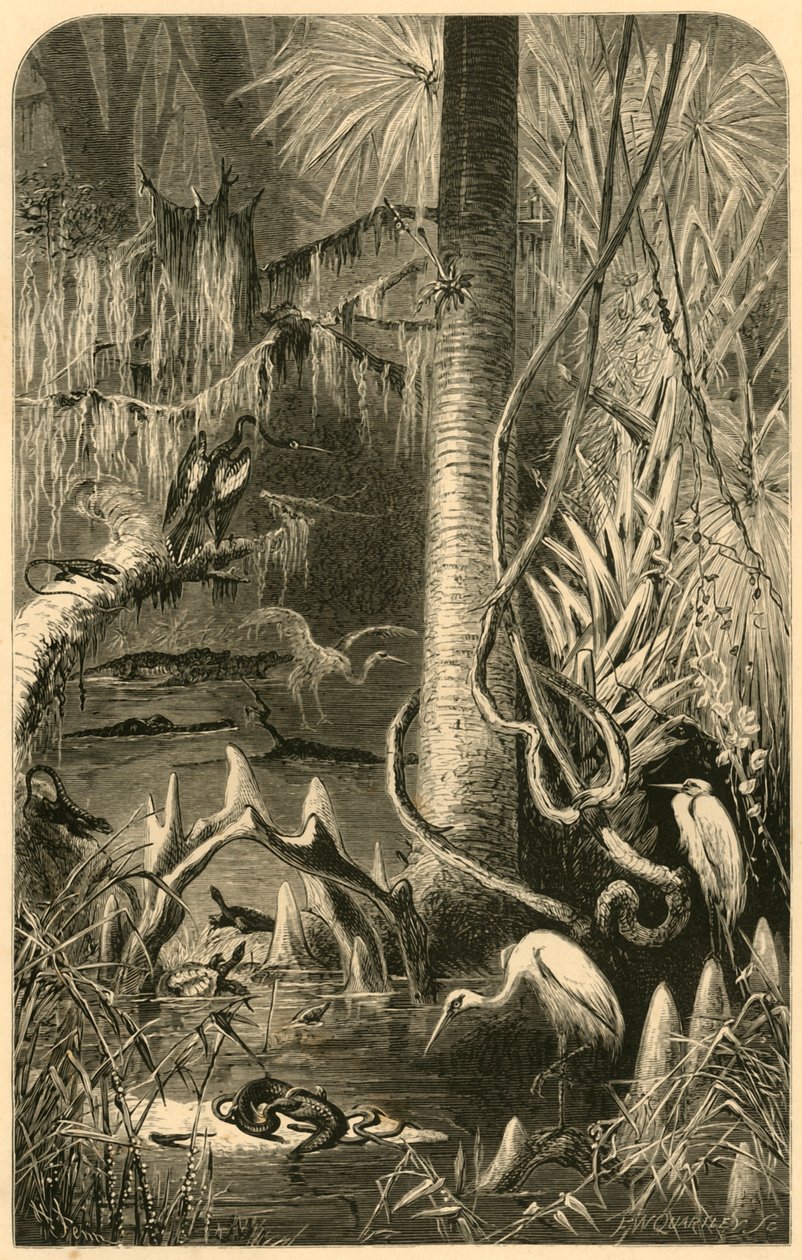 「フロリダの沼地」、1872 年。 作： フレデリックウィリアムクォートリー