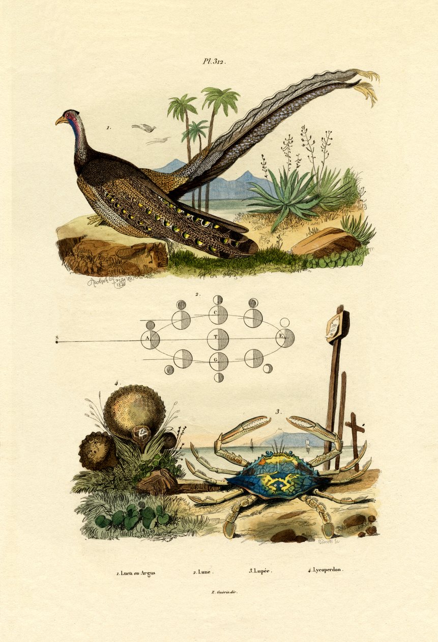 アーガスキジ、1833-39 作： フランス語学校