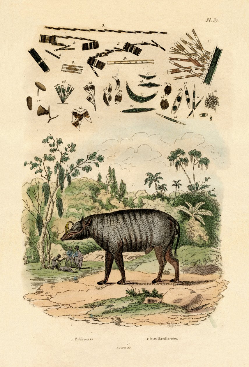 バビルサ、1833-39 作： フランス語学校