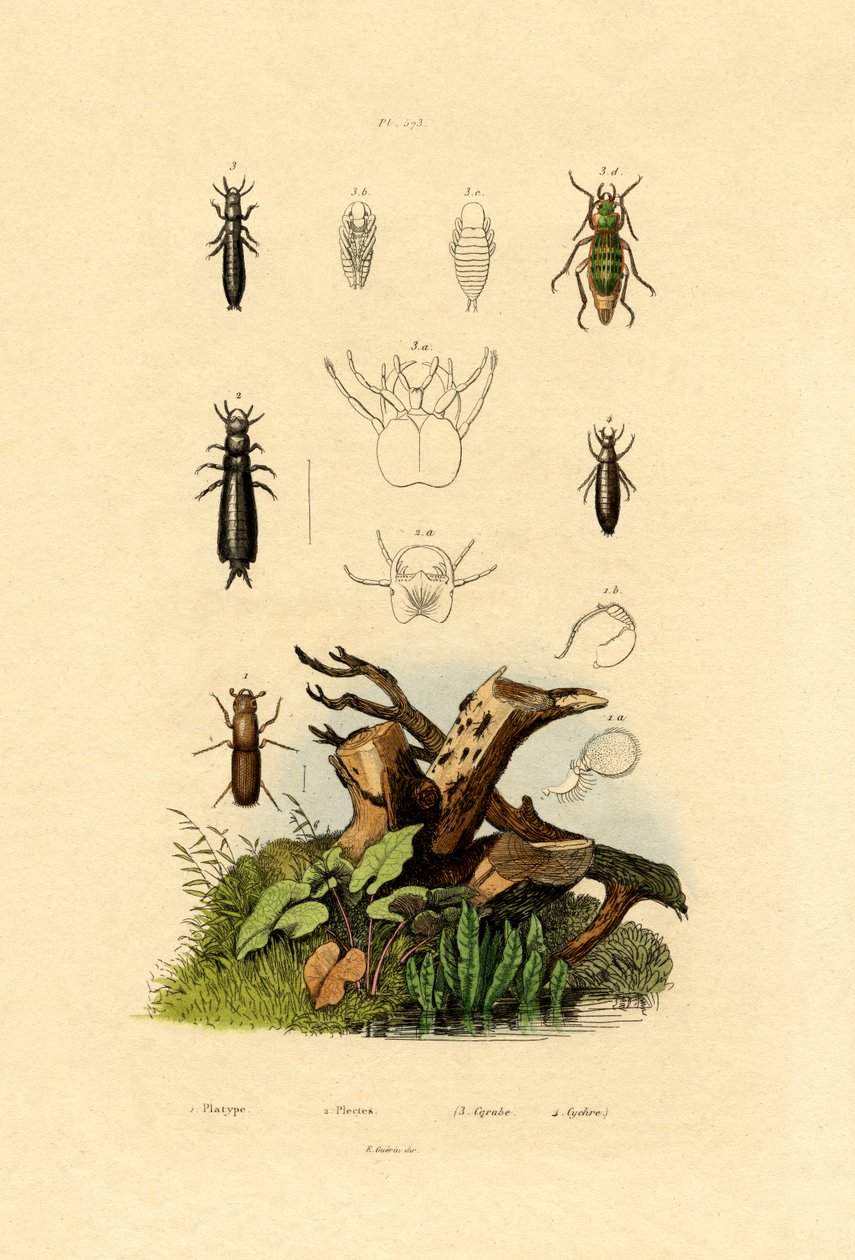 樹皮カブトムシ、1833-39 作： フランス語学校