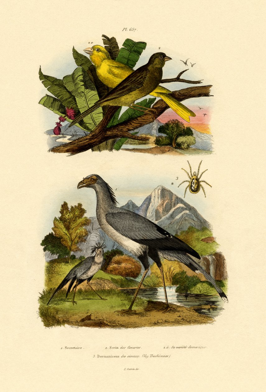 鳥ダニ、1833-39 作： フランス語学校