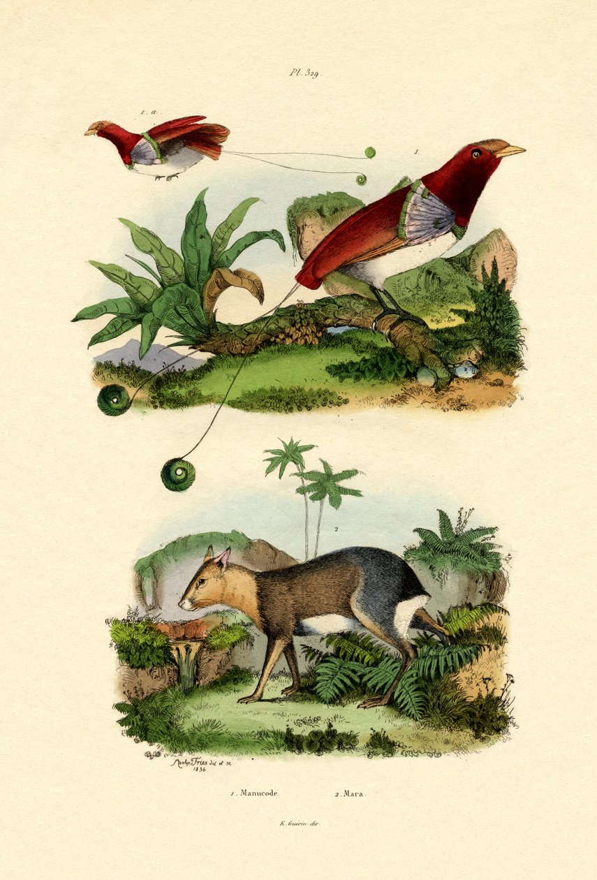 鳥の楽園、1833-39 作： フランス語学校
