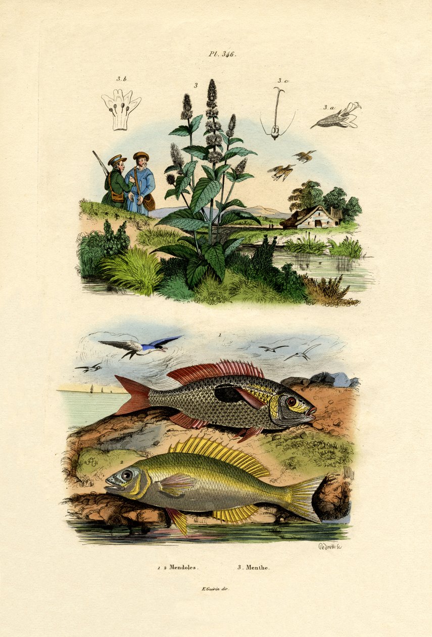 しみのあるピカレル、1833-39 作： フランス語学校