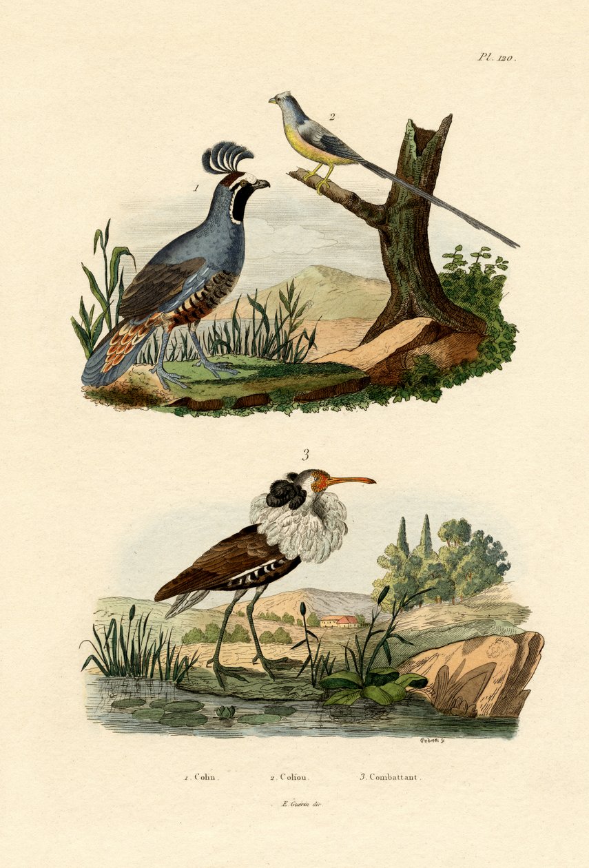 カリフォルニアウズラ、1833-39 作： フランス語学校
