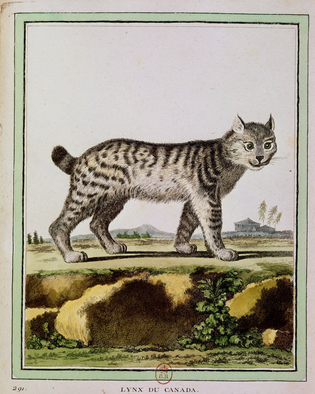カナダオオヤマネコ（Lynx Canadensis） 作： フランス語学校