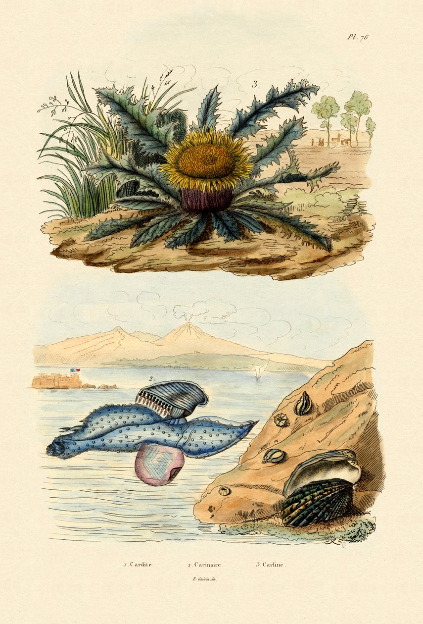 カーディタシェル、1833-39 作： フランス語学校