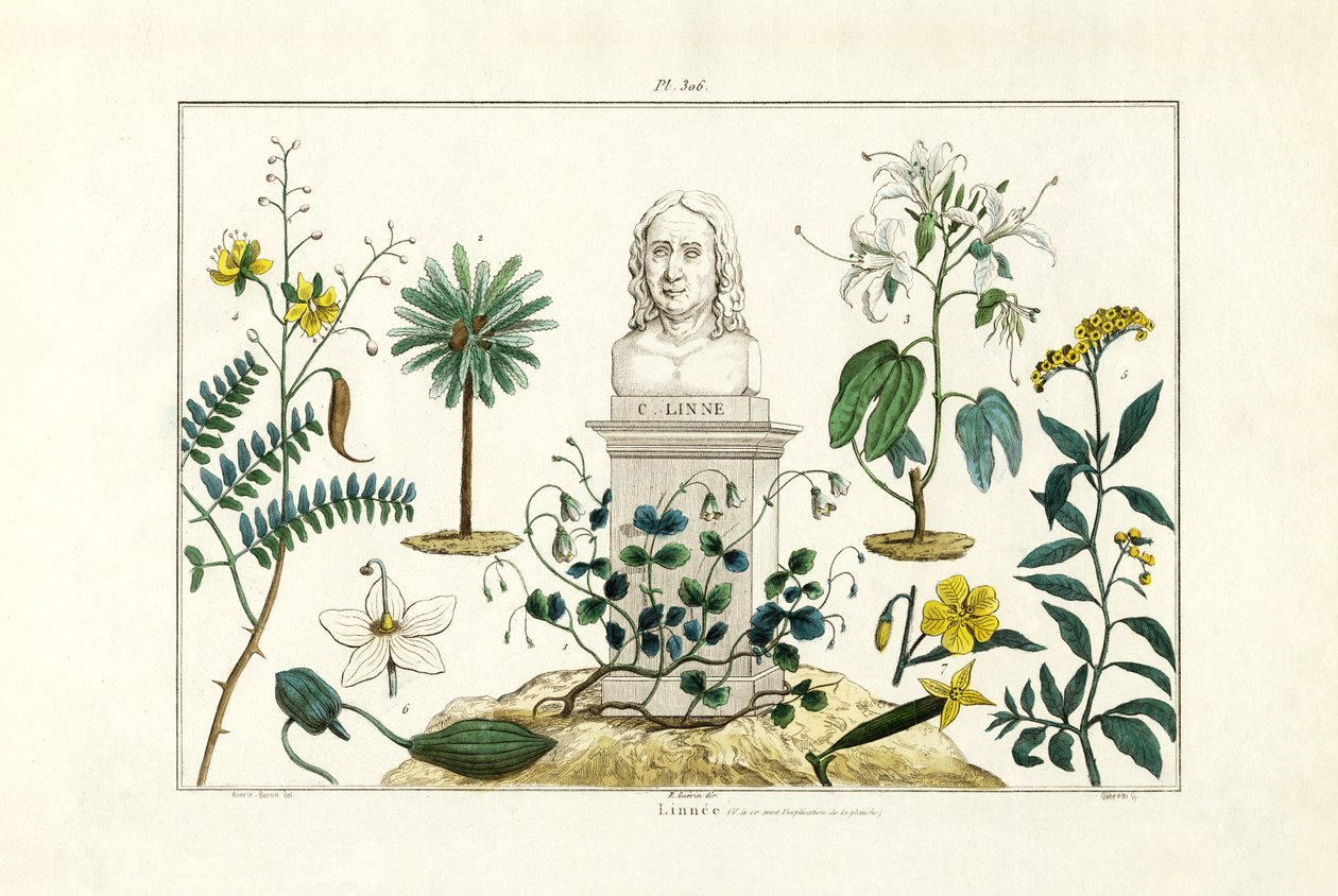カールフォンリネ、1833-39 作： フランス語学校