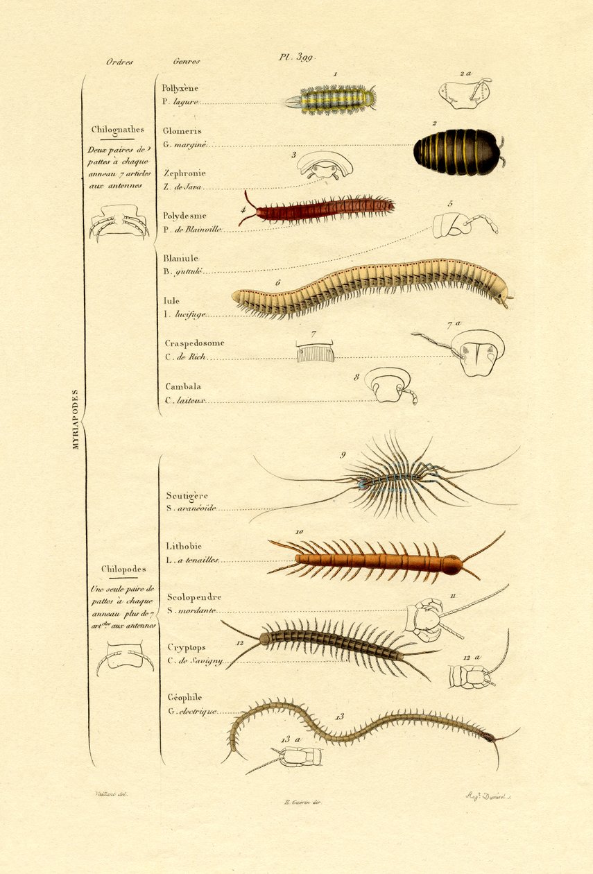 ムカデ、1833-39 作： フランス語学校