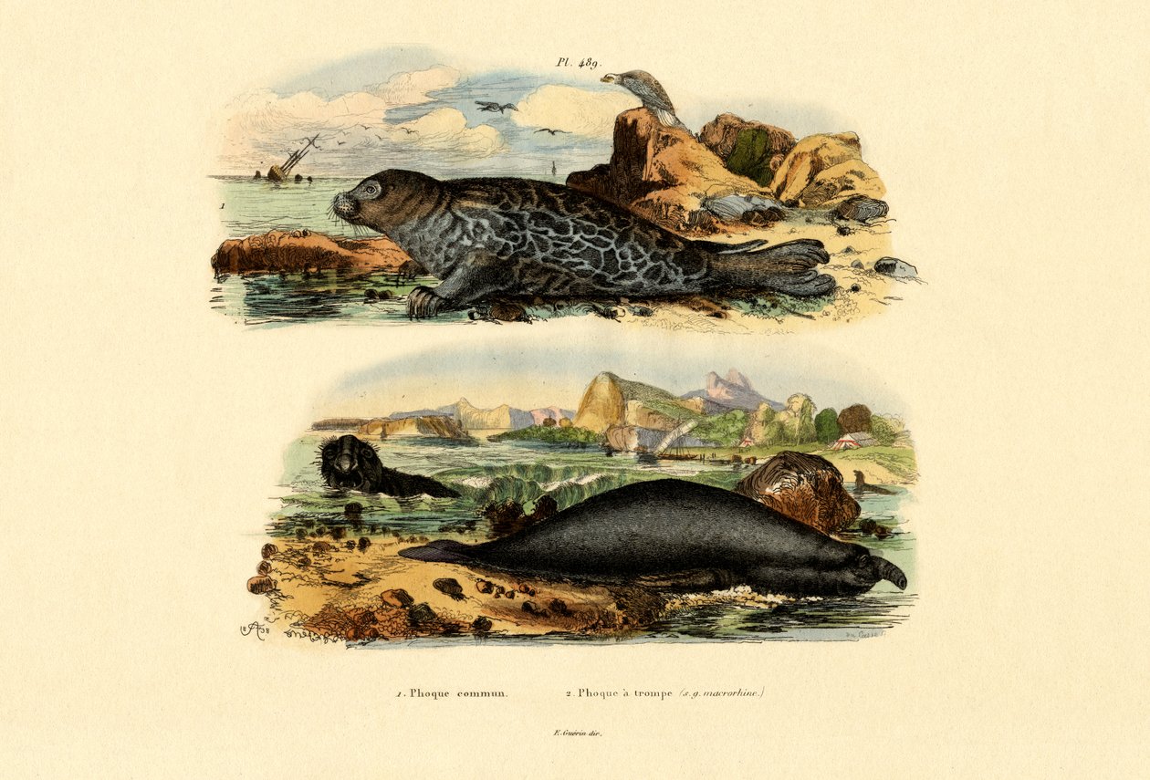 コモンシール、1833-39 作： フランス語学校