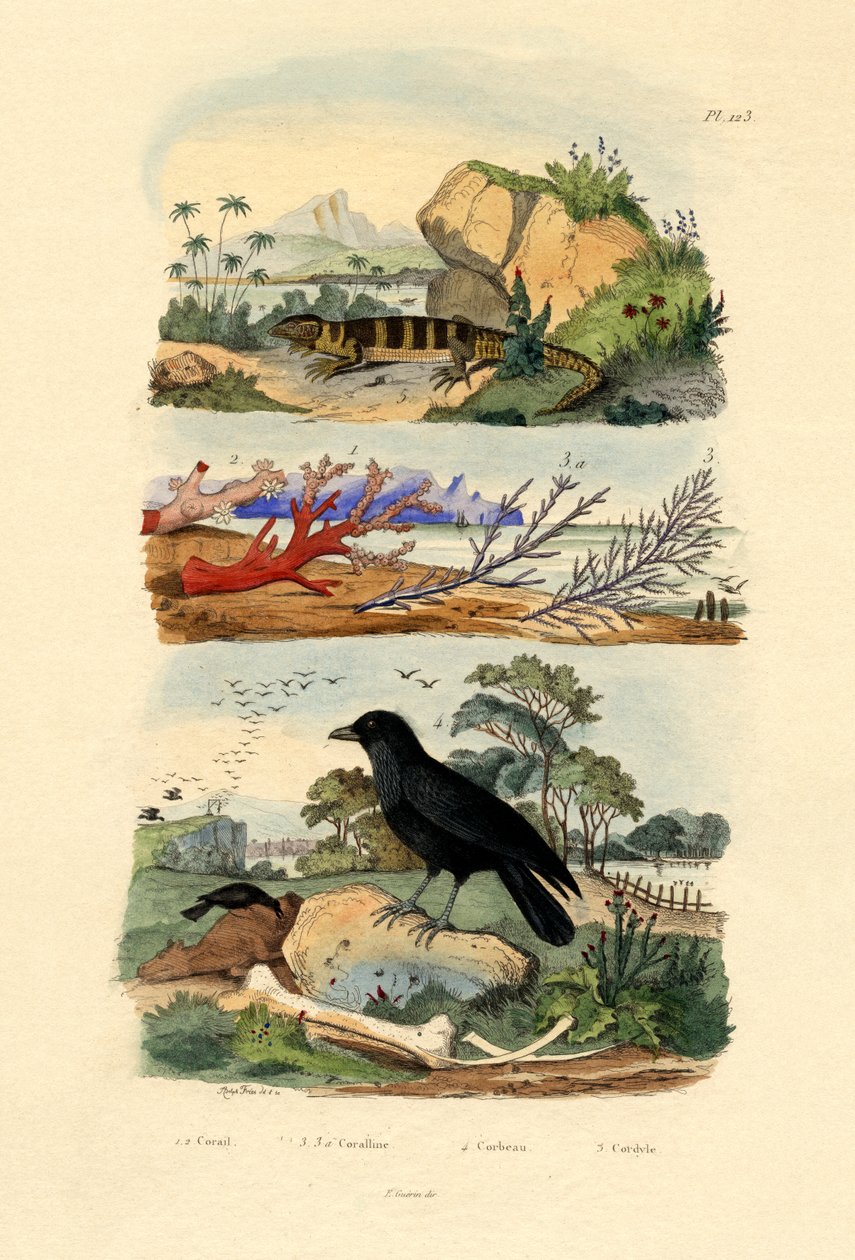 サンゴ、1833-39 作： フランス語学校