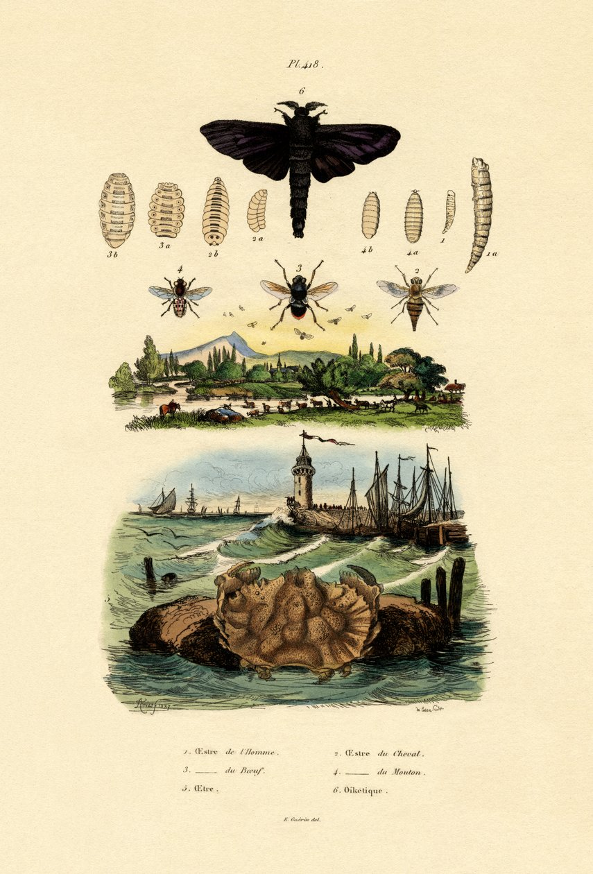 ダークジャイアントホースフライ、1833-39 作： フランス語学校