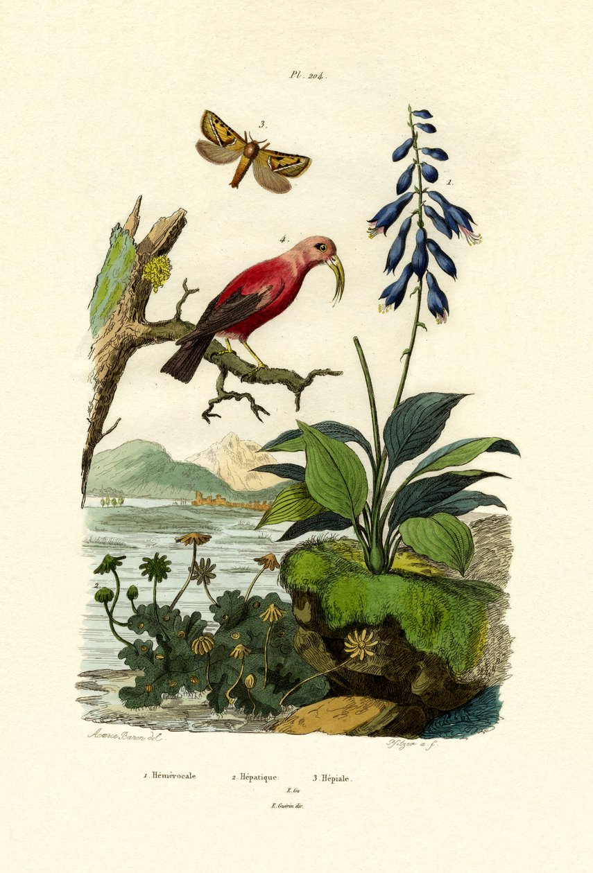 Daylily、1833-39 作： フランス語学校
