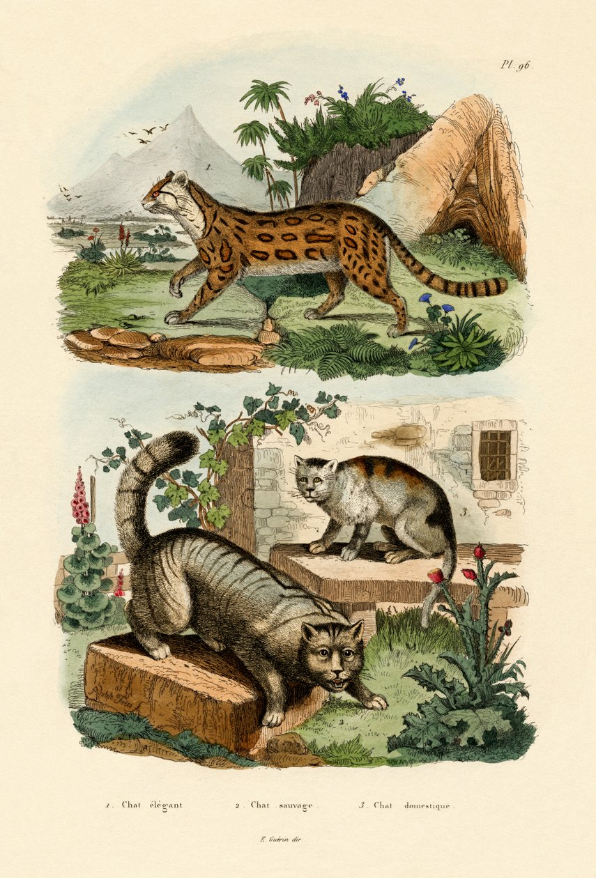 飼い猫、1833-39 作： フランス語学校